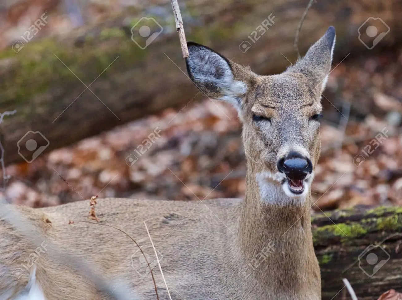 Funny Deer 桌布 壁紙 — 一隻鹿閉著眼睛、張開嘴巴的特寫，站在有落葉和長滿苔蘚的木頭的森林中。