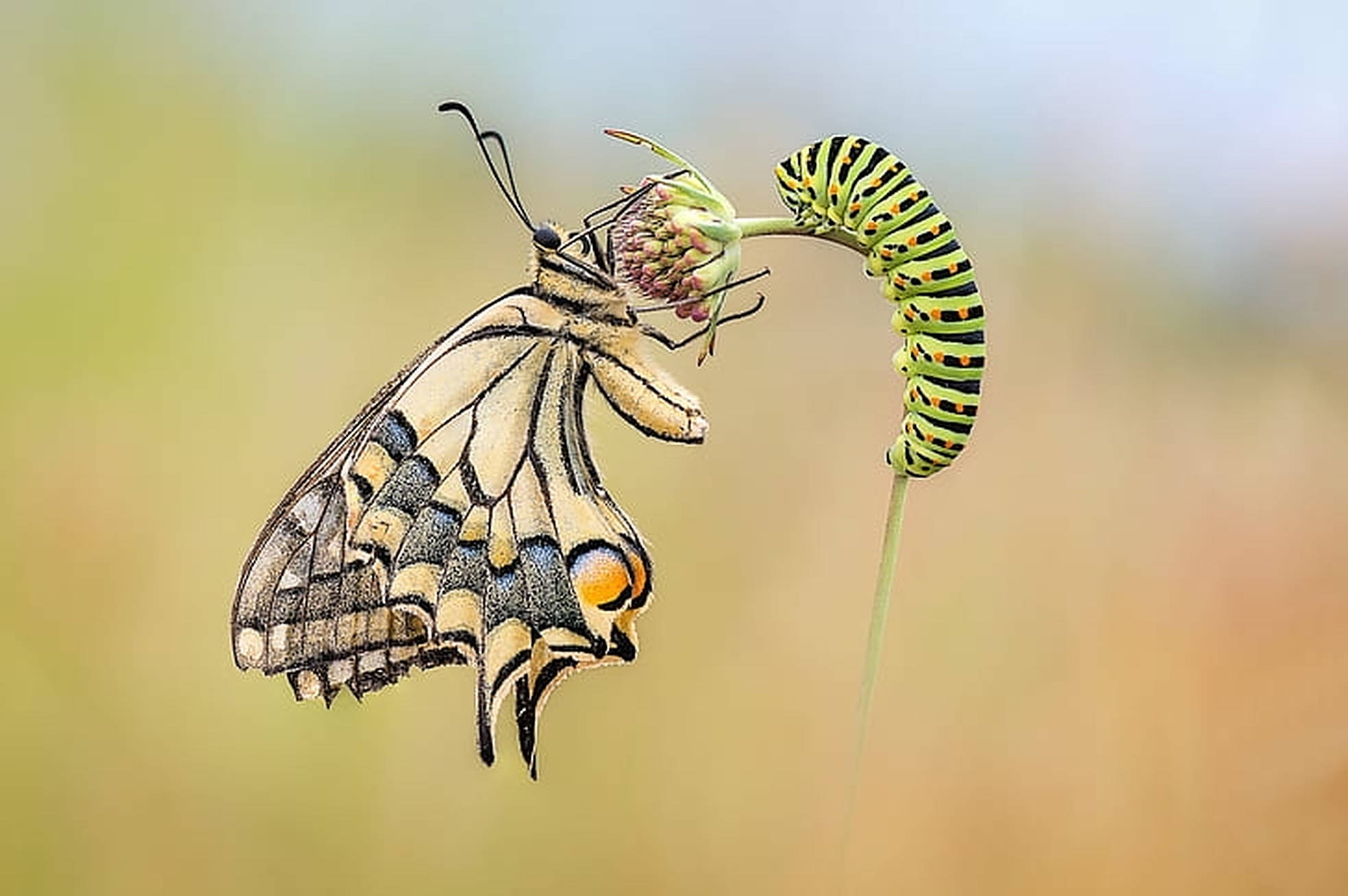 毛毛蟲 桌布 壁紙 — 一隻黃、黑、橙色的蝴蝶棲息在一條綠色條紋毛蟲旁邊，在柔和的模糊背景中的花莖上。
