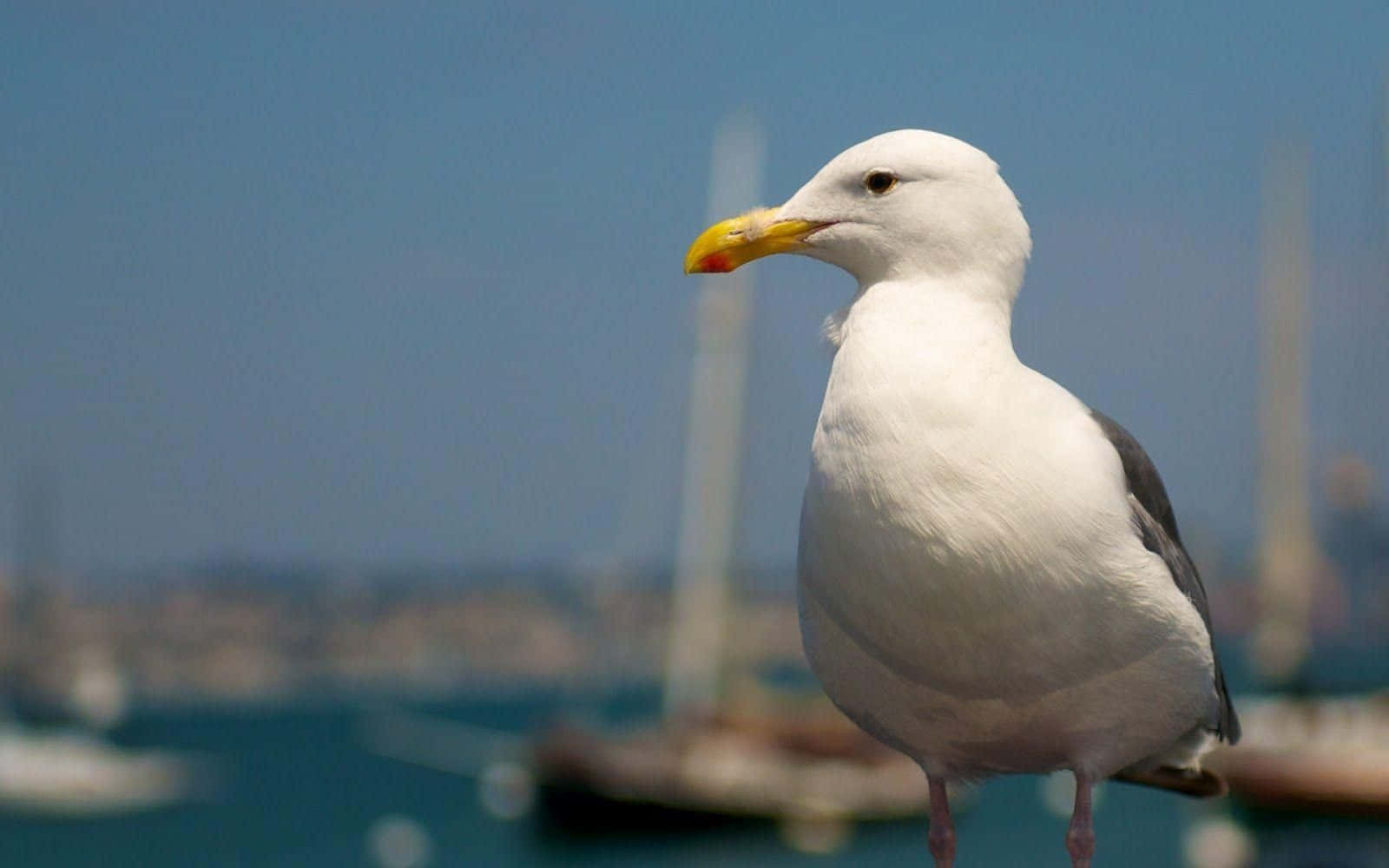 Seagull 桌布 壁紙 — 一隻黃喙白海鷗在模糊的港口背景（有帆船和藍色海水）中清晰對焦站立。