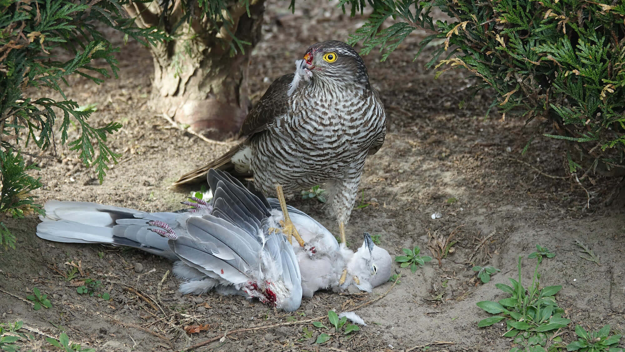 Sparrow Hawk 桌布 壁紙 — 一隻黃眼睛的鷹站在沙地上的一隻死鴿子上，周圍是常綠灌木。