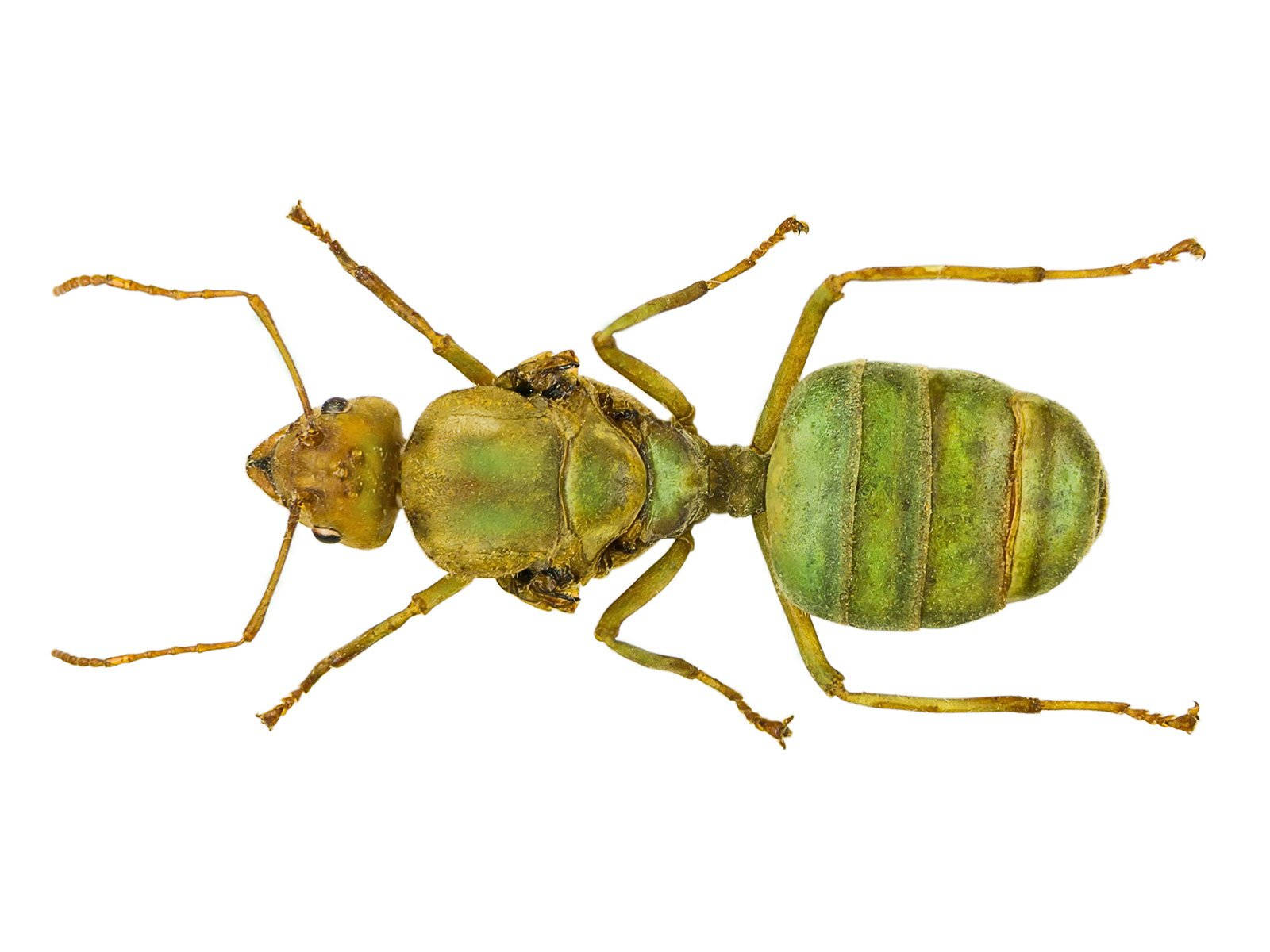 ant 桌布 壁紙 — 一隻黃綠色螞蟻的詳細微距照片，身體分節，有六條腿，背景為純白色。