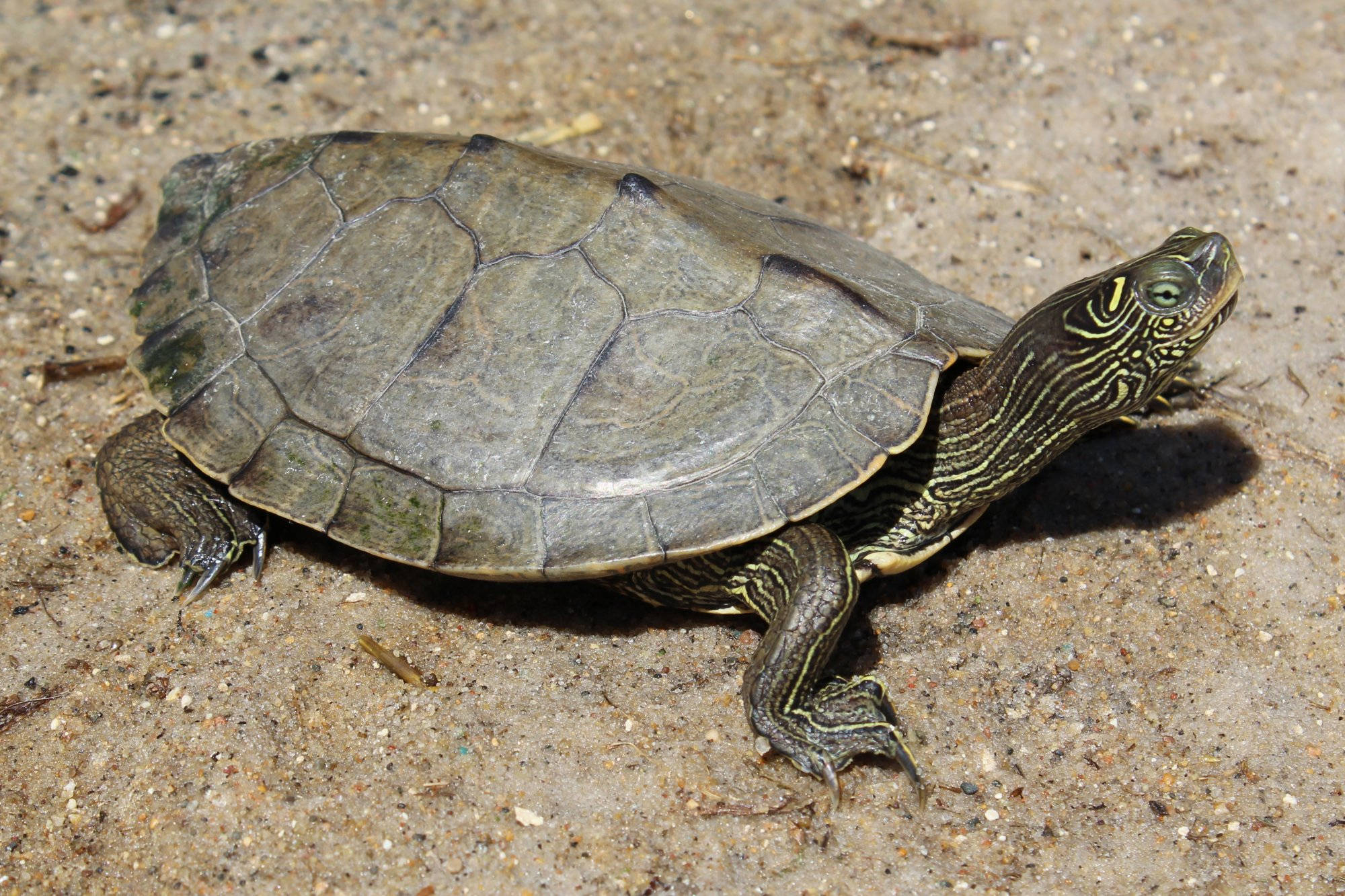 Turtle 桌布 壁紙 — 一隻黃腹滑龜在陽光照射的沙地上休息，龜殼細節清晰，頭部有條紋。