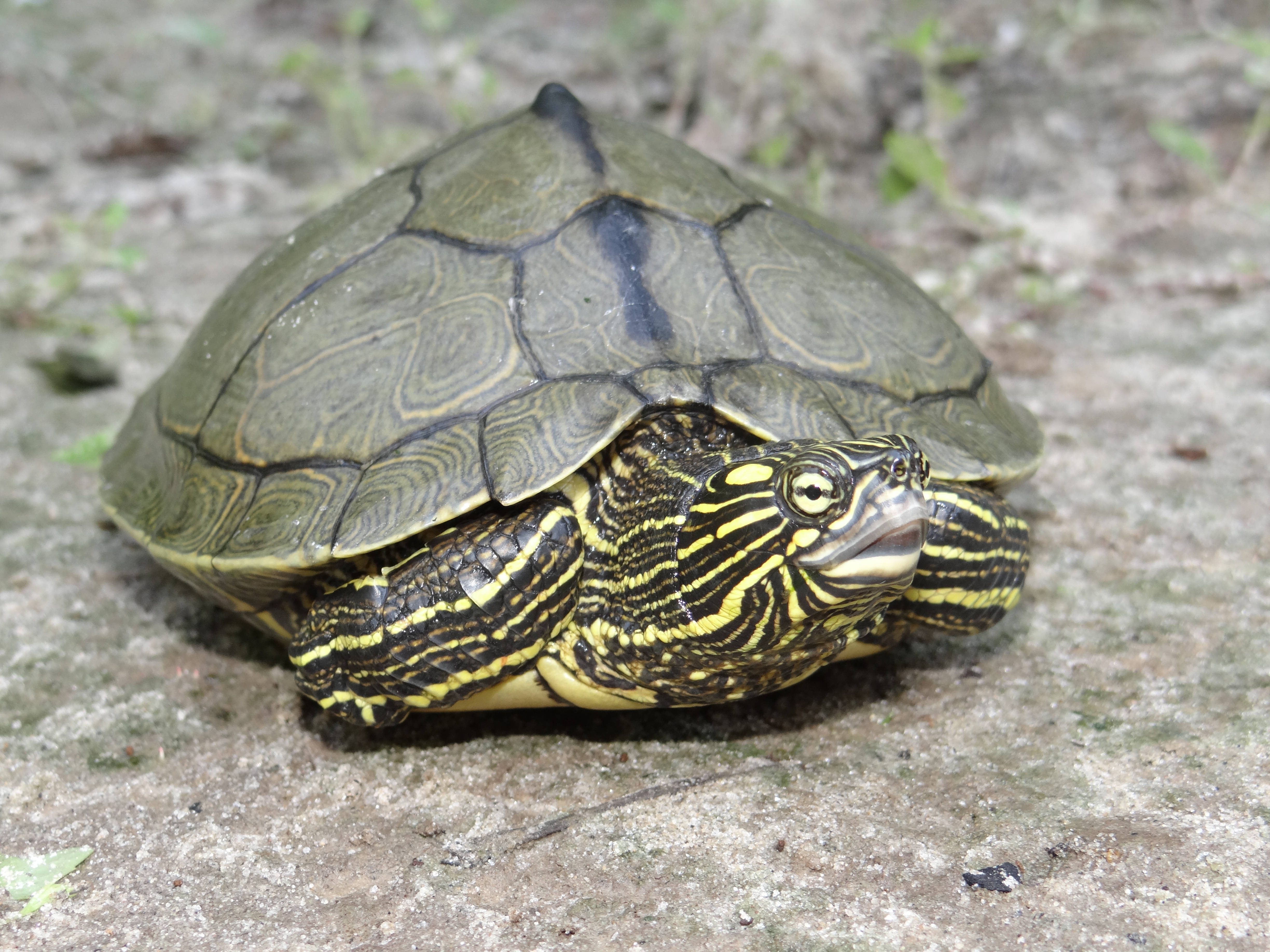 reptiles 桌布 壁紙 — 一隻黃腹滑龜的特寫照片，頭部和四肢上有鮮黃色條紋，棲息在紋理灰色岩石表面上。