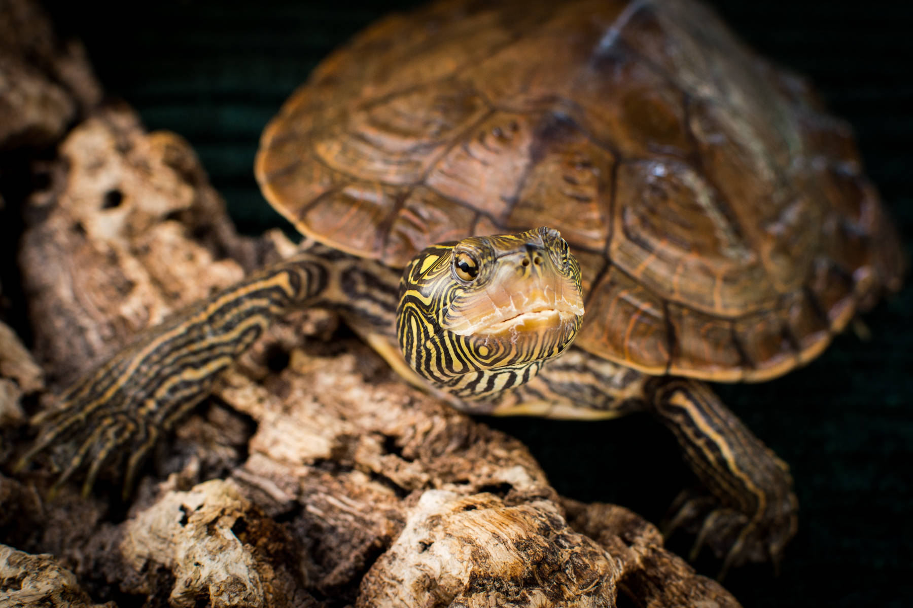 Turtle 桌布 壁紙 — 一隻黃腹滑龜的近距離照片，頭部和龜殼上有複雜的條紋圖案，棲息在紋理浮木上。