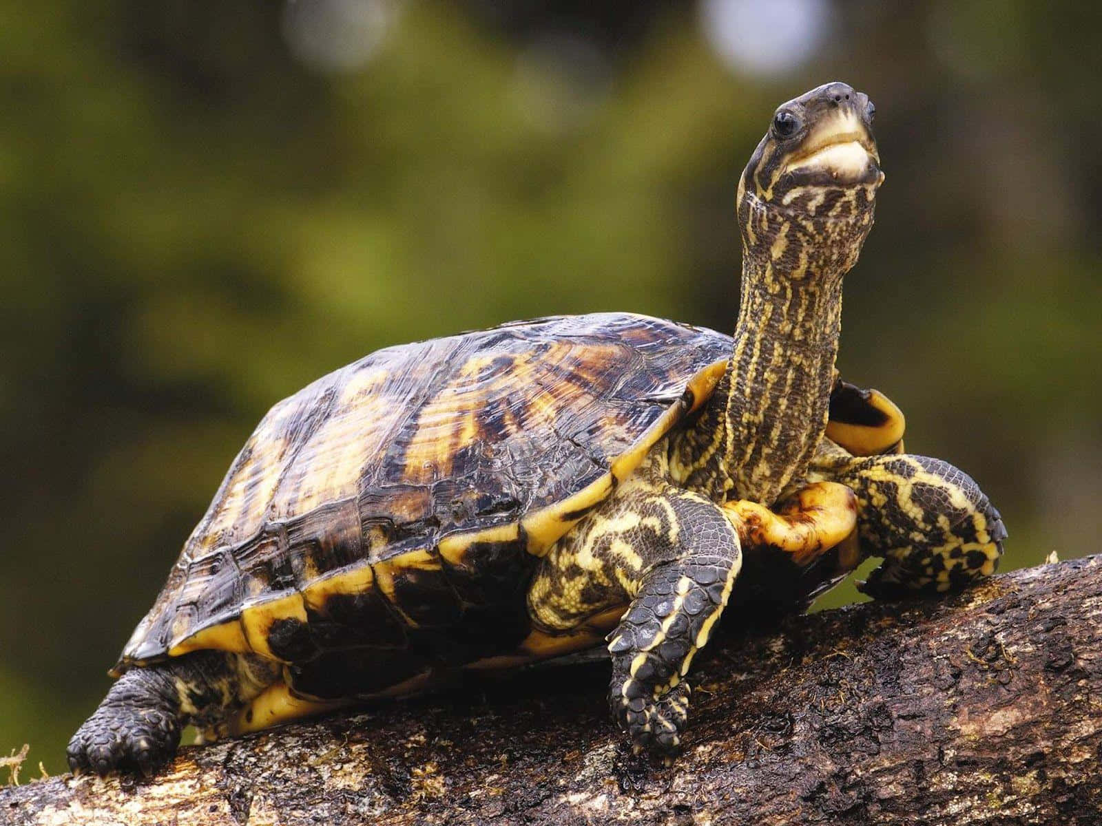 tortoise 桌布 壁紙 — 一隻黃腹滑龜警覺地棲息在長滿苔蘚的木頭上，背景是茂密的綠色森林的特寫。