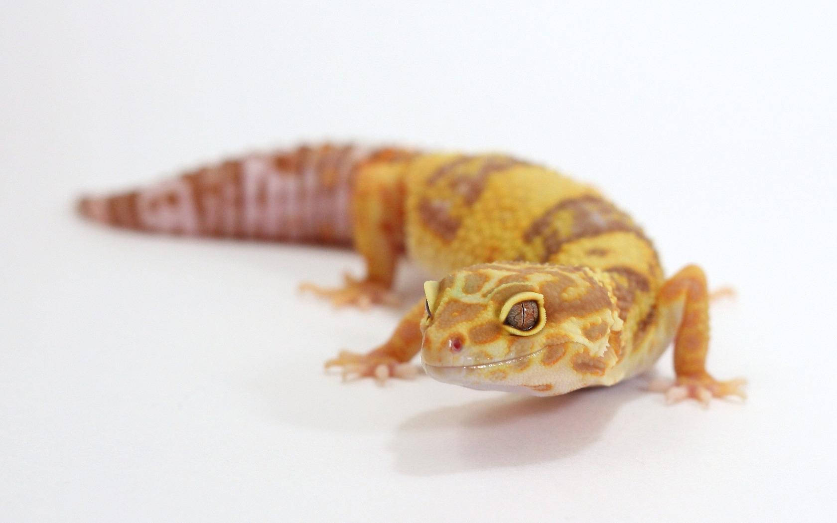 Leopard Gecko 桌布 壁紙 — 一隻黃色和棕色圖案的豹紋守宮在純白色表面上休息的特寫。