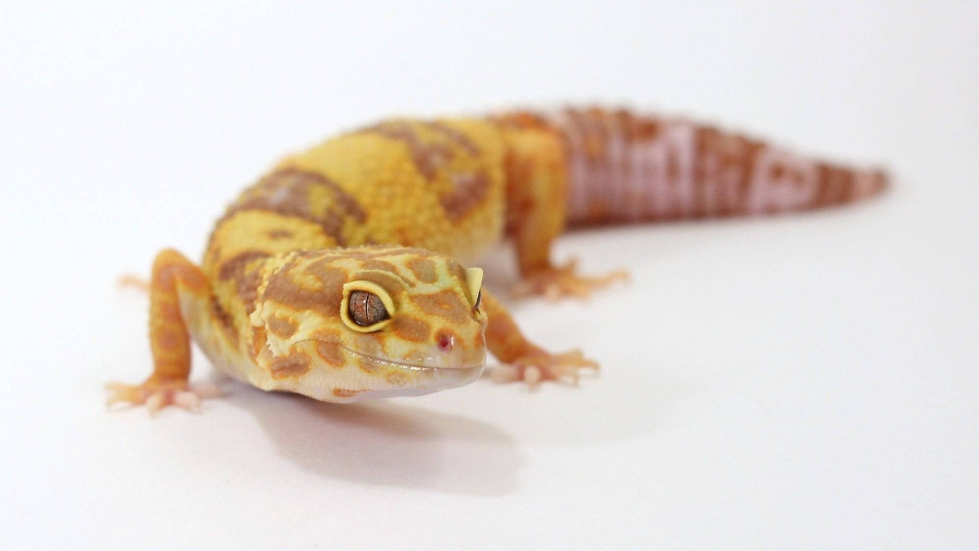 Leopard Gecko 桌布 壁紙 — 一隻黃色和棕色花紋的豹紋守宮在純白色表面上休息的特寫。