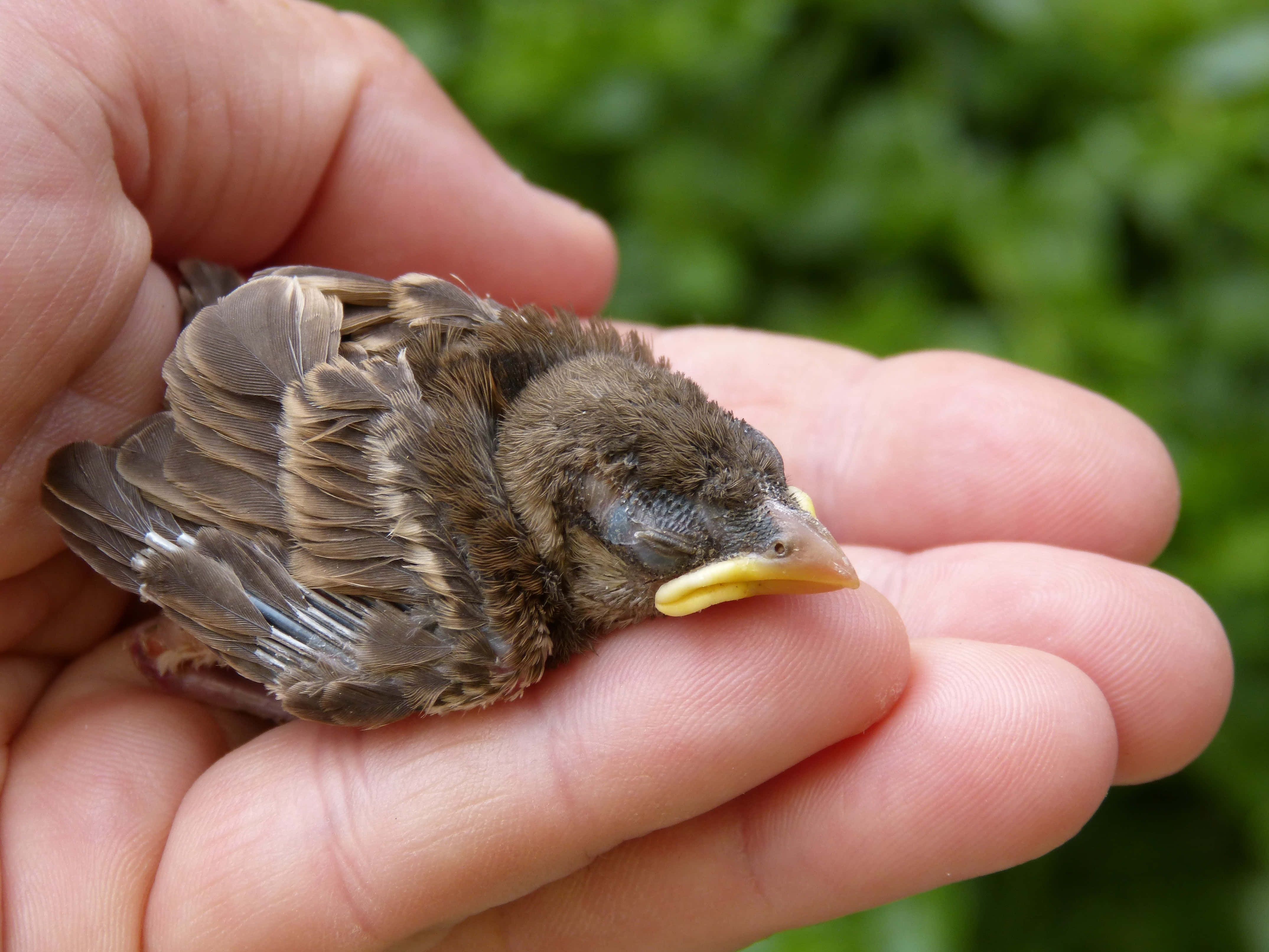 sparrow 桌布 壁紙 — 一隻黃色喙的細小棕色雛鳥在柔和綠色背景前，安詳地休息在一個人的張開手掌中。