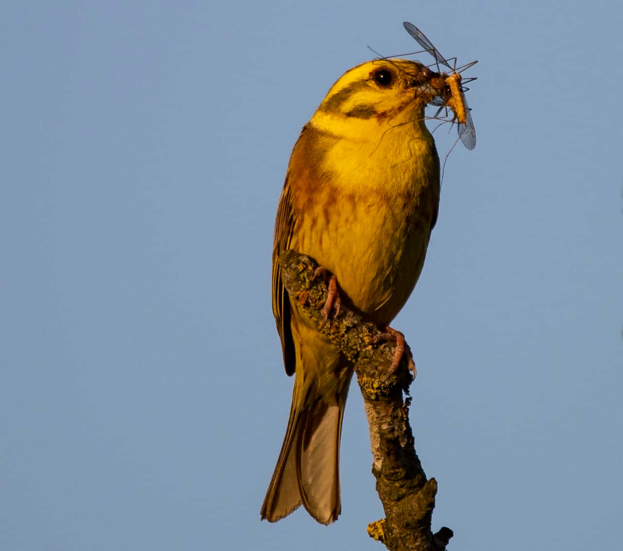 Yellowhammer 桌布 壁紙 — 一隻黃色小鳥棲息在樹枝上，喙裡叼著一隻大昆蟲，背景是清澈的藍天。