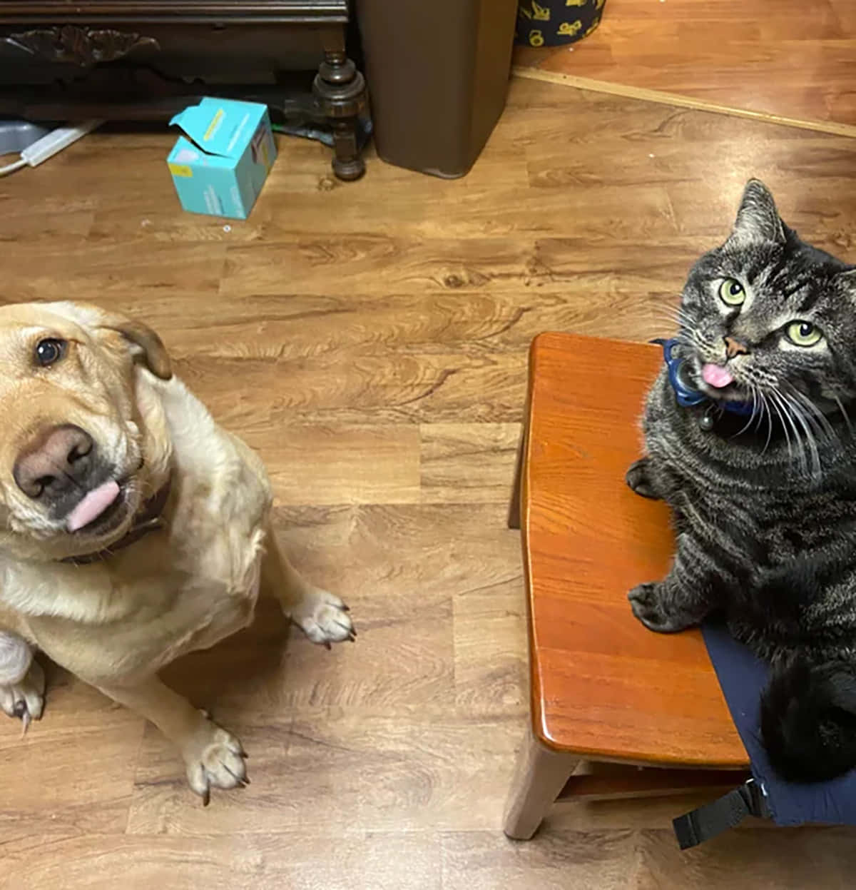 動物 桌布 壁紙 — 一隻黃色拉布拉多和一隻虎斑貓坐在木地板上，面對面，表情好奇。