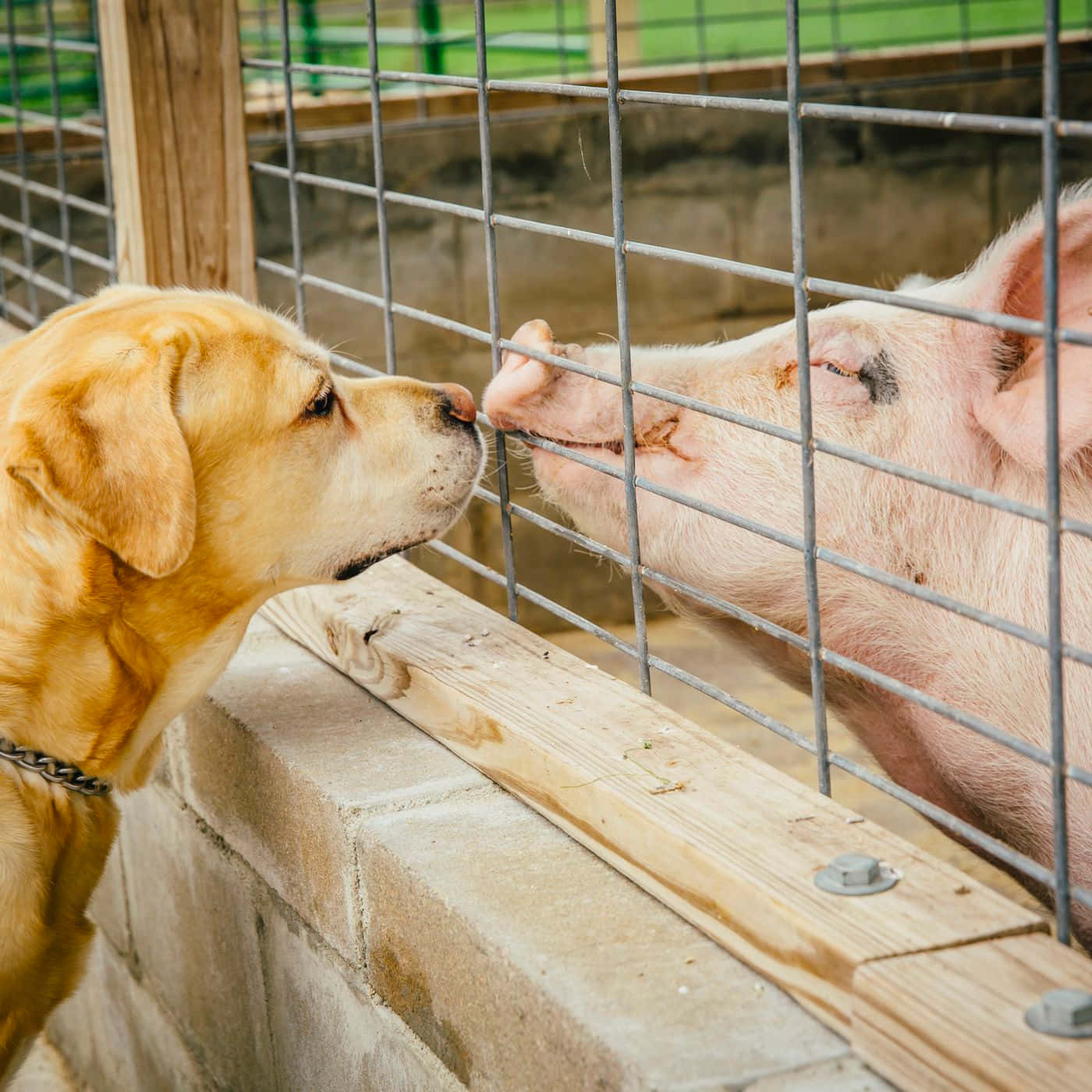 Pig 桌布 壁紙 — 一隻黃色拉布拉多好奇地透過農場圍欄的金屬柵欄嗅著一頭豬。