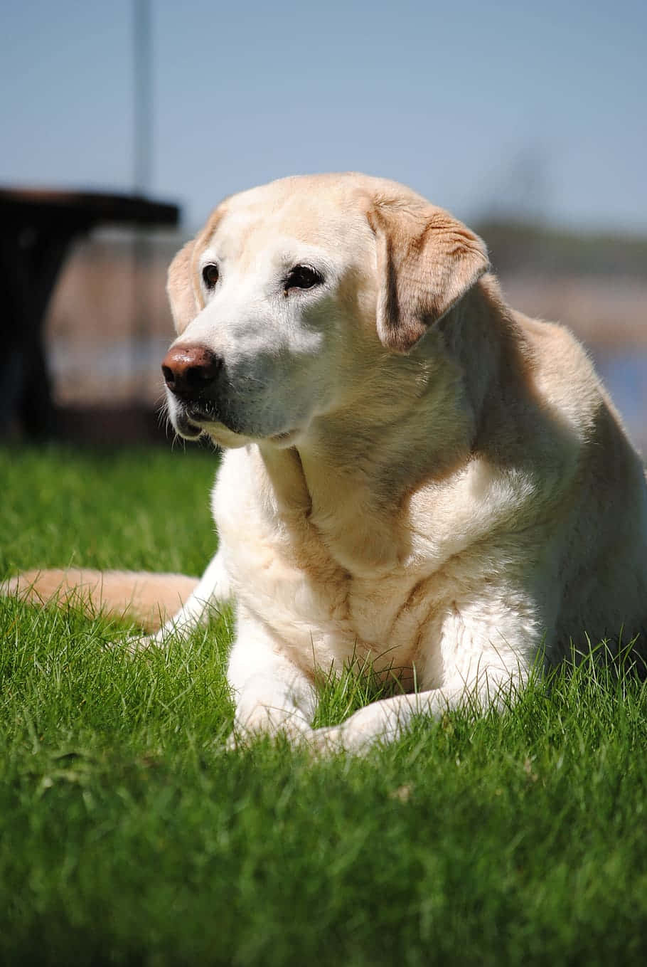 Labrador 桌布 壁紙 — 一隻黃色拉布拉多尋回犬在鮮綠色草地上，於明亮日光下，背景模糊的戶外環境中安靜地休息。