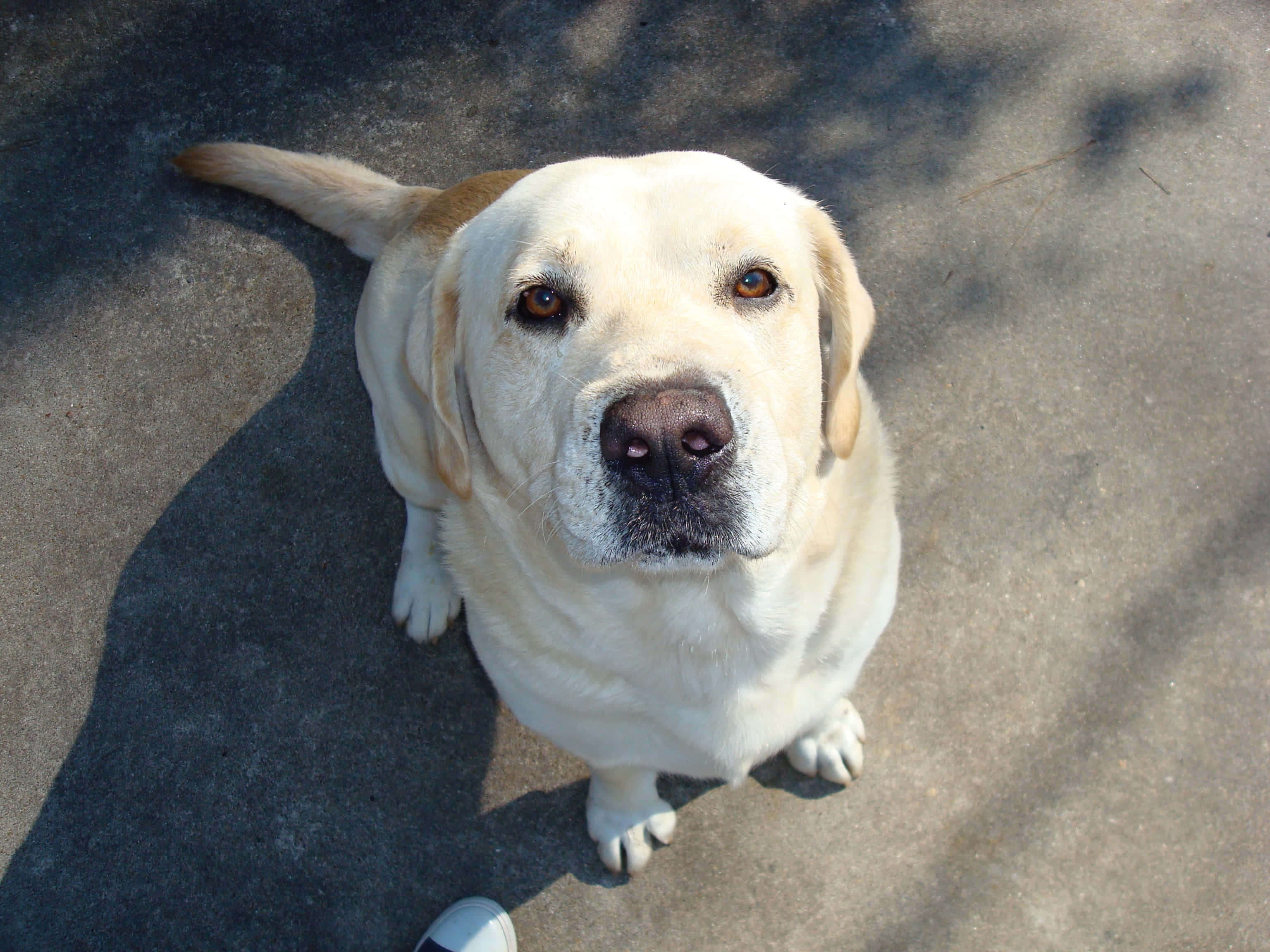 Yellow Labrador 桌布 壁紙 — 一隻黃色拉布拉多尋回犬從陽光照射的混凝土表面抬起頭，眼神明亮。