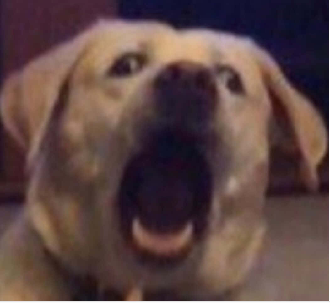 Discord 桌布 壁紙 — 一隻黃色拉布拉多犬張大嘴巴大聲吠叫或嚎叫的特寫。