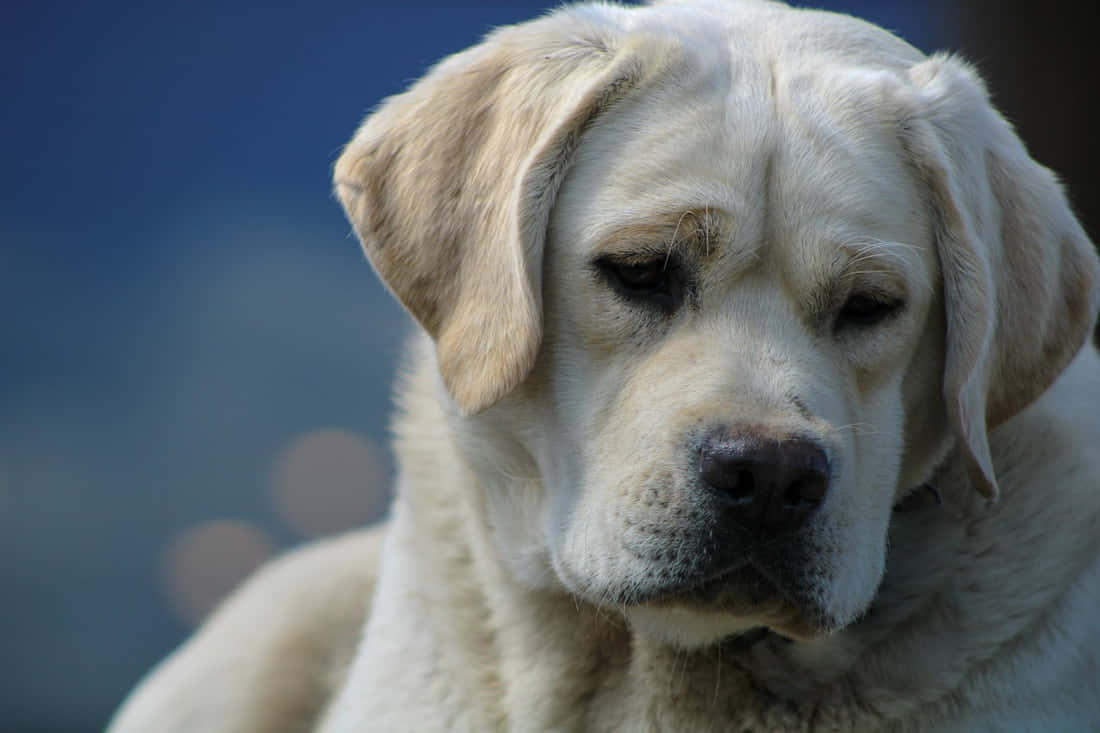 Labrador 桌布 壁紙 — 一隻黃色拉布拉多犬的近距離特寫，毛髮柔軟，眼神溫柔，若有所思地凝視著模糊的藍色背景。