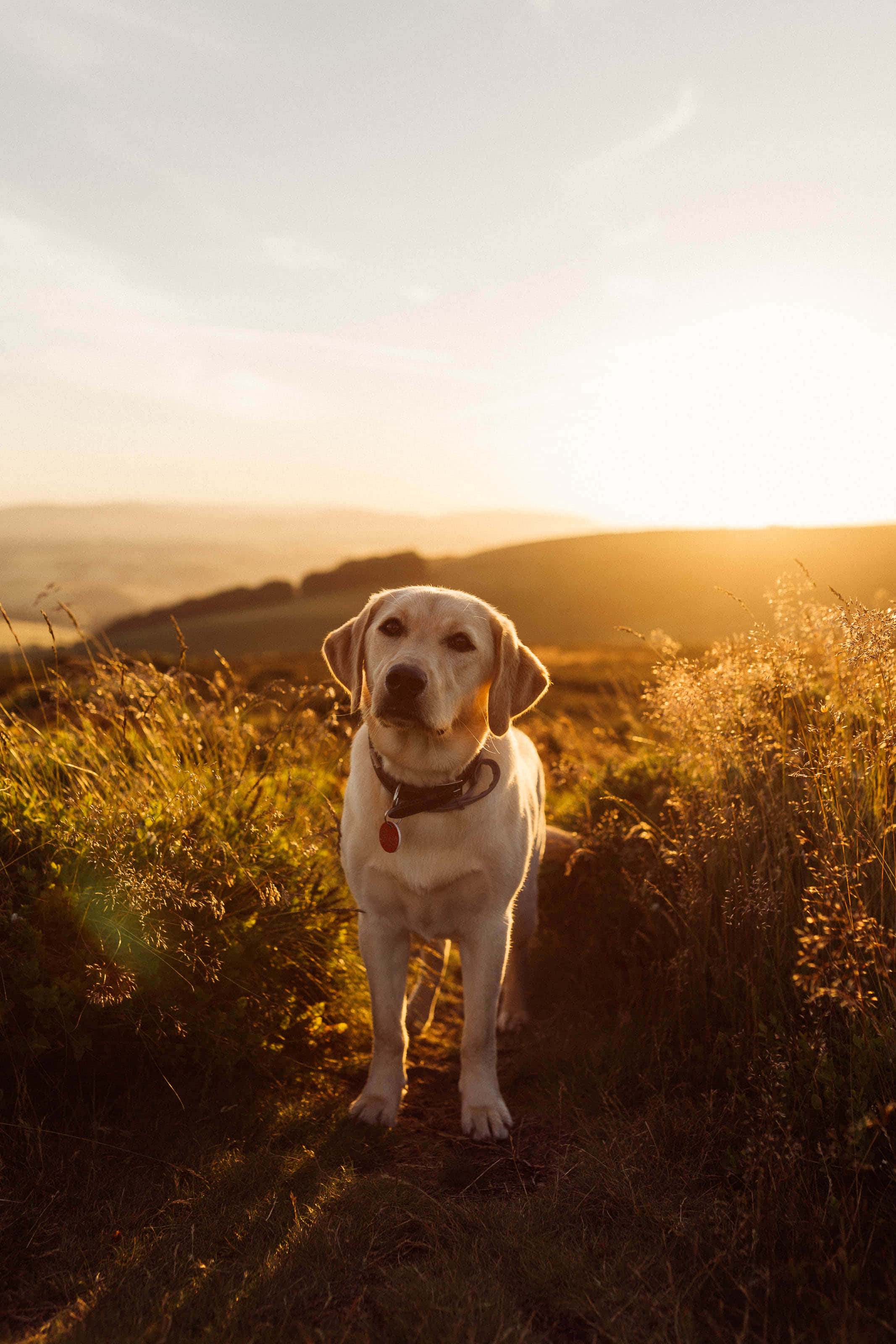 Yellow Labrador 桌布 壁紙 — 一隻黃色拉布拉多警覺地站在金色草叢中，溫暖的夕陽灑在身後起伏的山丘上。