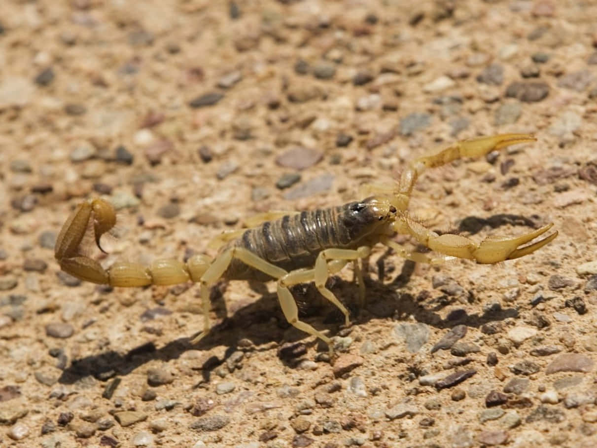 scorpion 桌布 壁紙 — 一隻黃色背上有條紋的蠍子在陽光照射的碎石地上爬行，投下清晰的陰影。