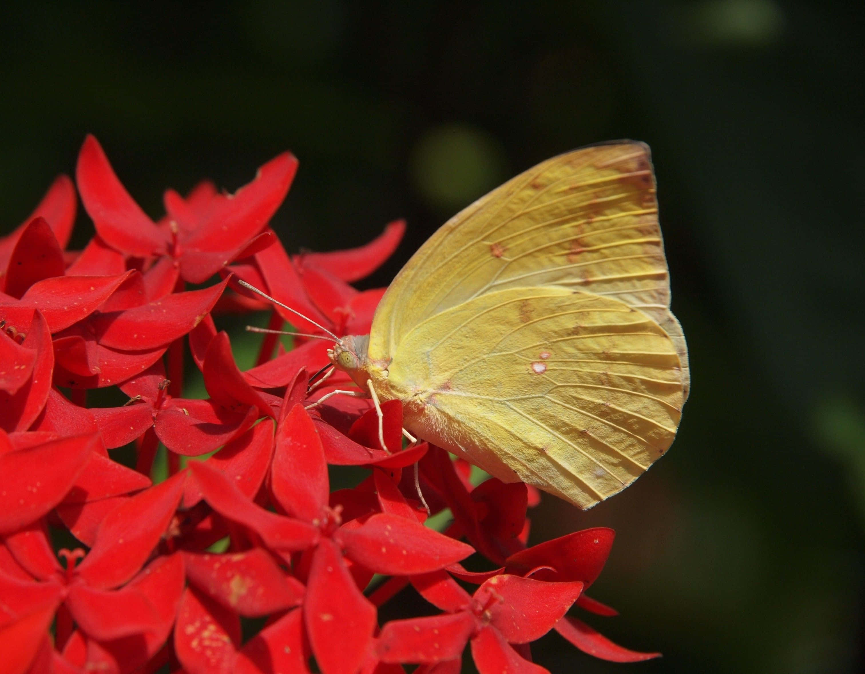 Yellow Butterfly 桌布 壁紙 — 一隻黃色蝴蝶，翅膀纖細，優雅地停在一簇鮮紅色的花朵上，背景是柔和模糊的綠色。