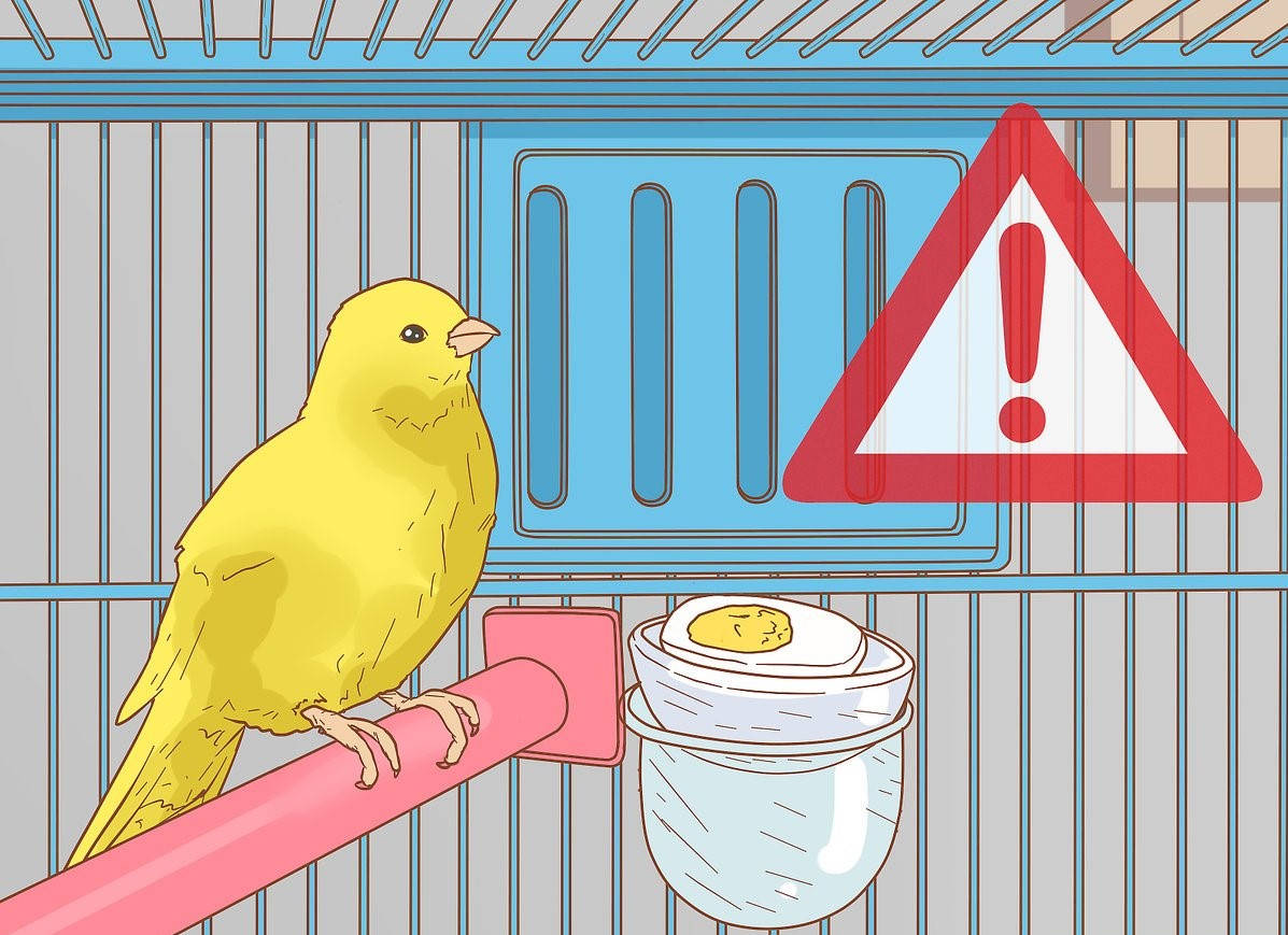Yellow Bird 桌布 壁紙 — 一隻黃色金絲雀棲息在藍色籠子內的粉紅色棲木上，旁邊有一個警告標誌和一個碗裡有裂開的蛋。