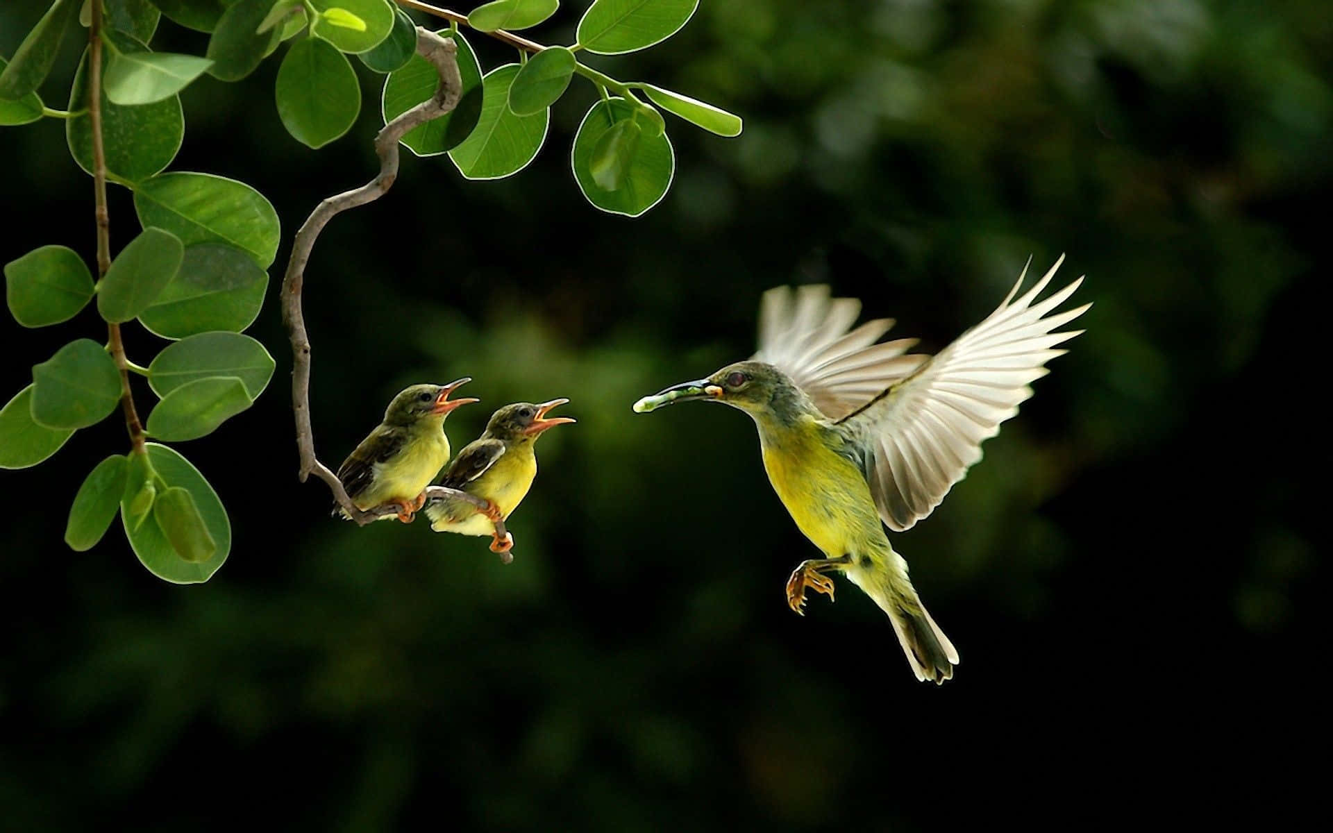 birds 桌布 壁紙 — 一隻黃色鳥在飛行中向兩隻棲息在樹枝上的雛鳥運送食物，背景為深綠色。