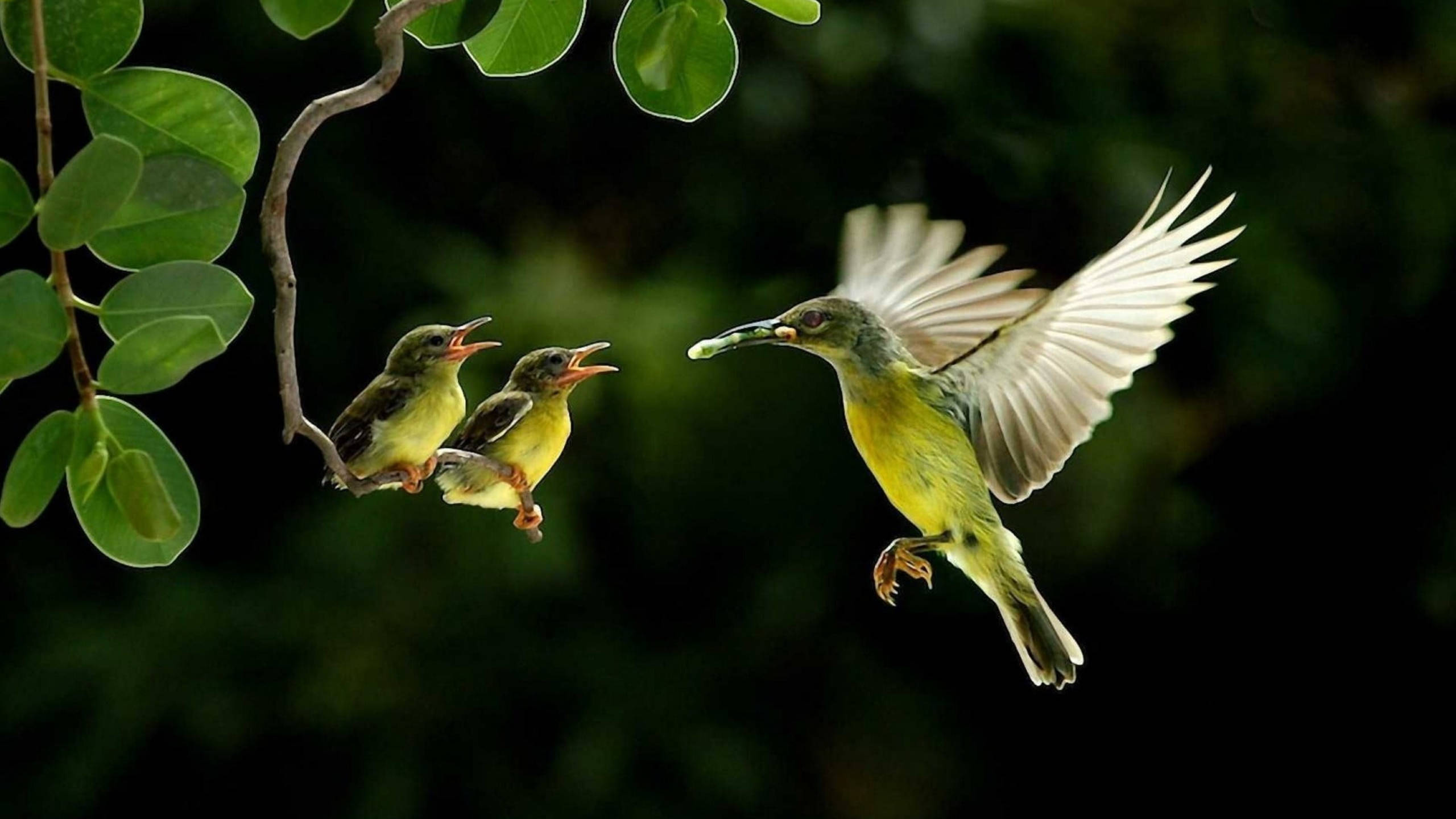 蜂鳥 桌布 壁紙 — 一隻黃色鳥在飛行中將食物送給兩隻棲息在樹枝上的雛鳥，背景是深綠色。