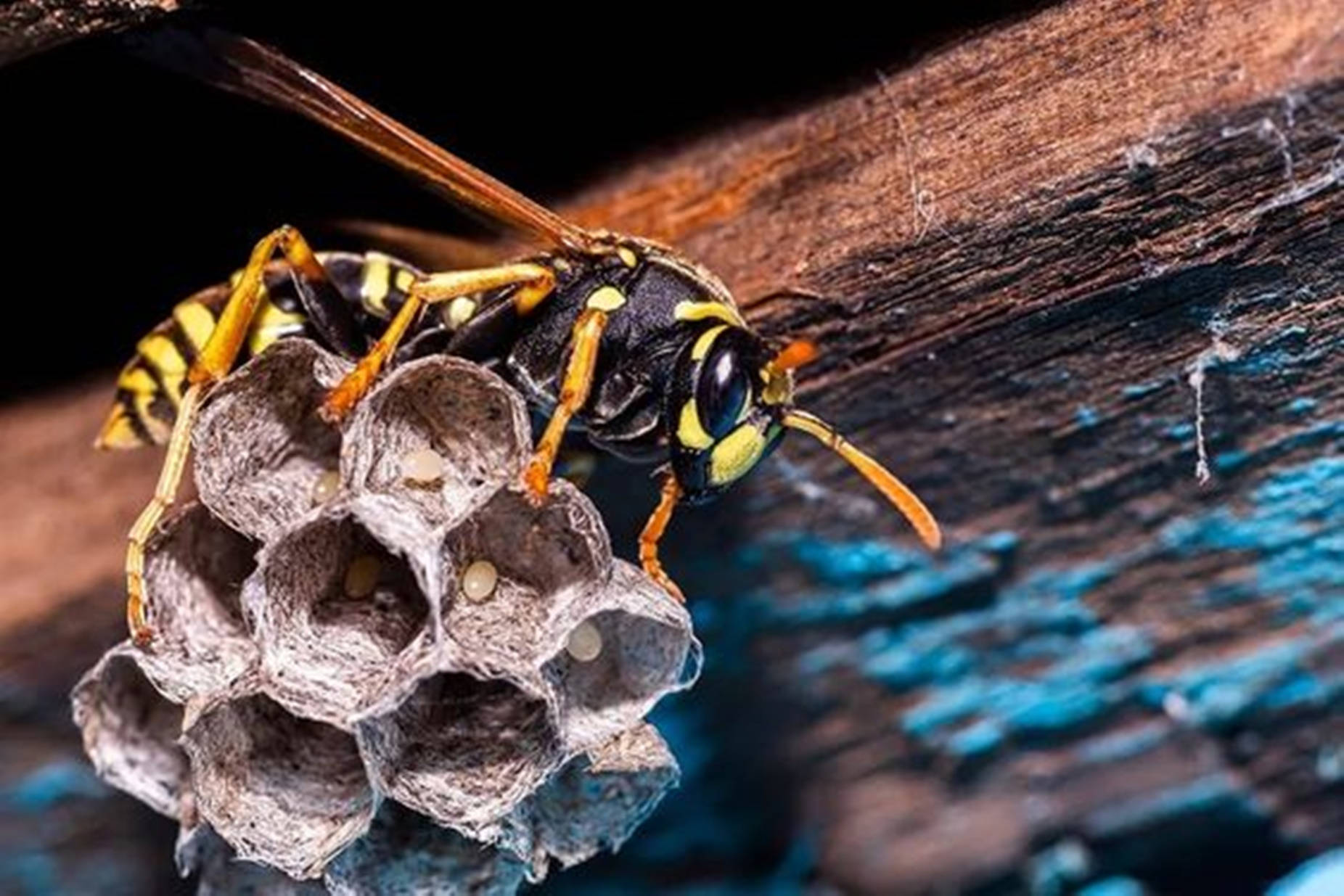 Bee 桌布 壁紙 — 一隻黃蜂棲息在它的紙質巢穴上，巢穴附著在風化的木頭上，下面的藍色油漆正在剝落。