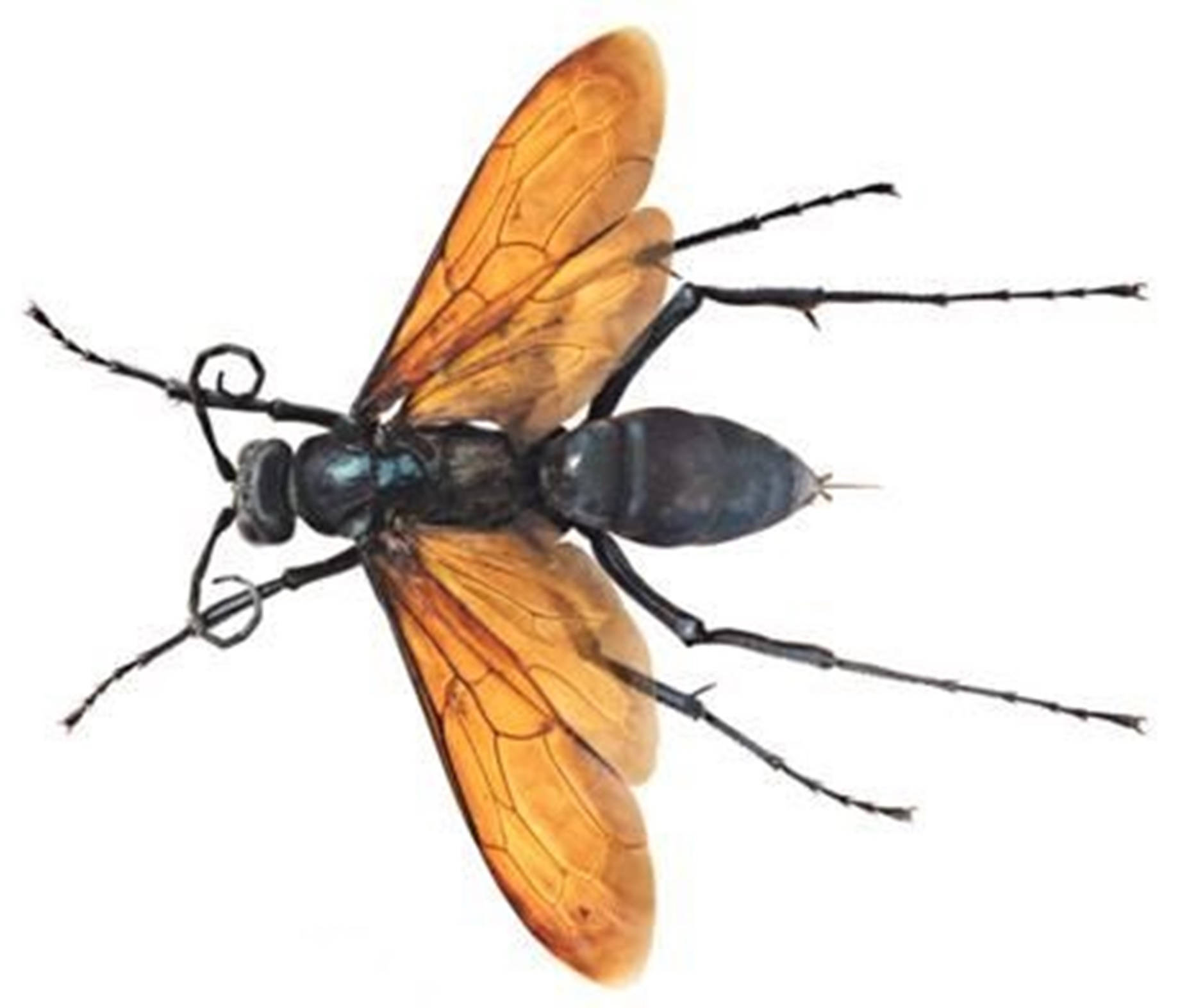 wasp 桌布 壁紙 — 一隻黃蜂的詳細插圖，帶有虹彩藍黑色身體和半透明琥珀色翅膀，背景為純白色。