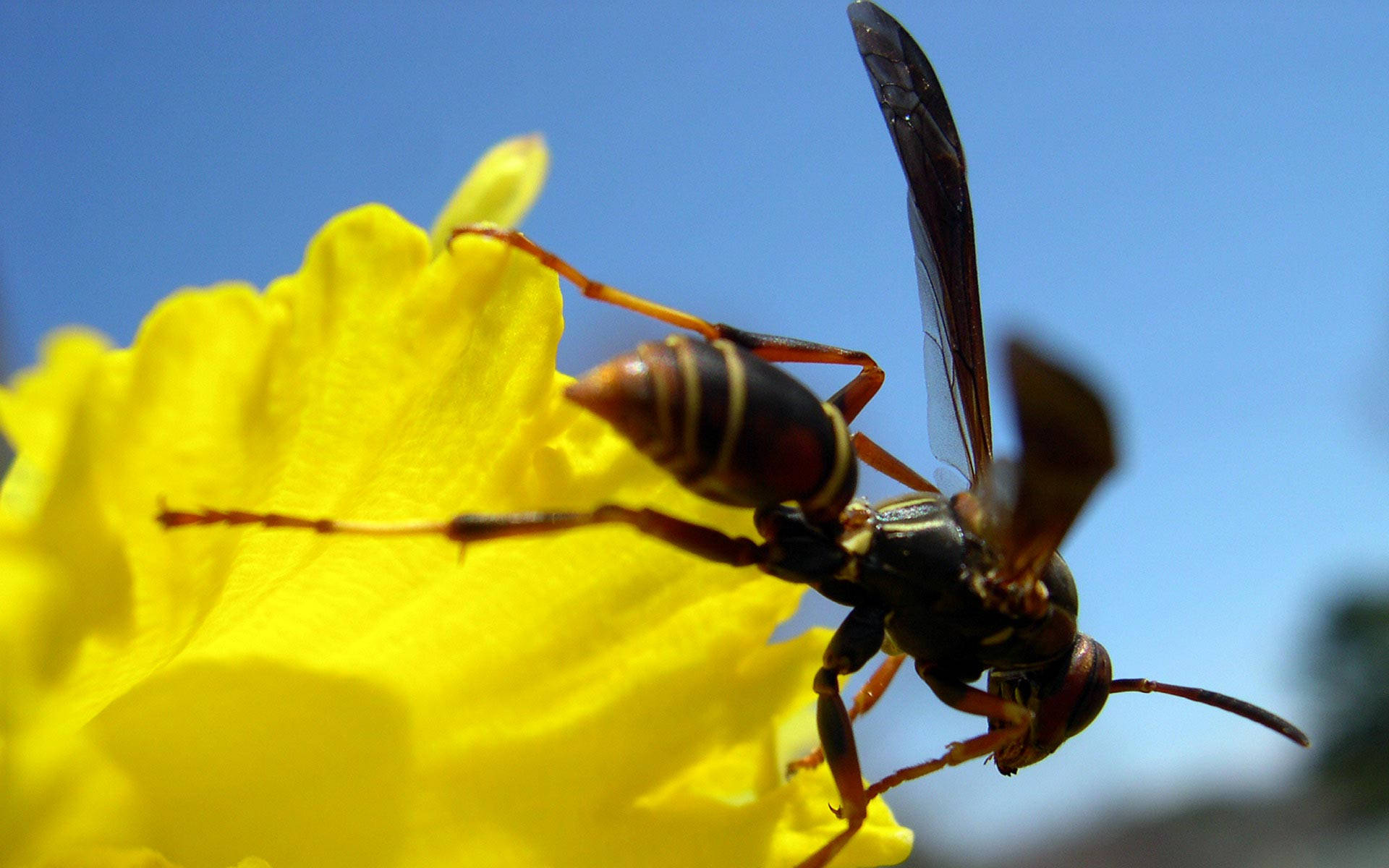 Insect 桌布 壁紙 — 一隻黃蜂輕巧地棲息在鮮黃色的花朵上，背景是清澈的藍天。