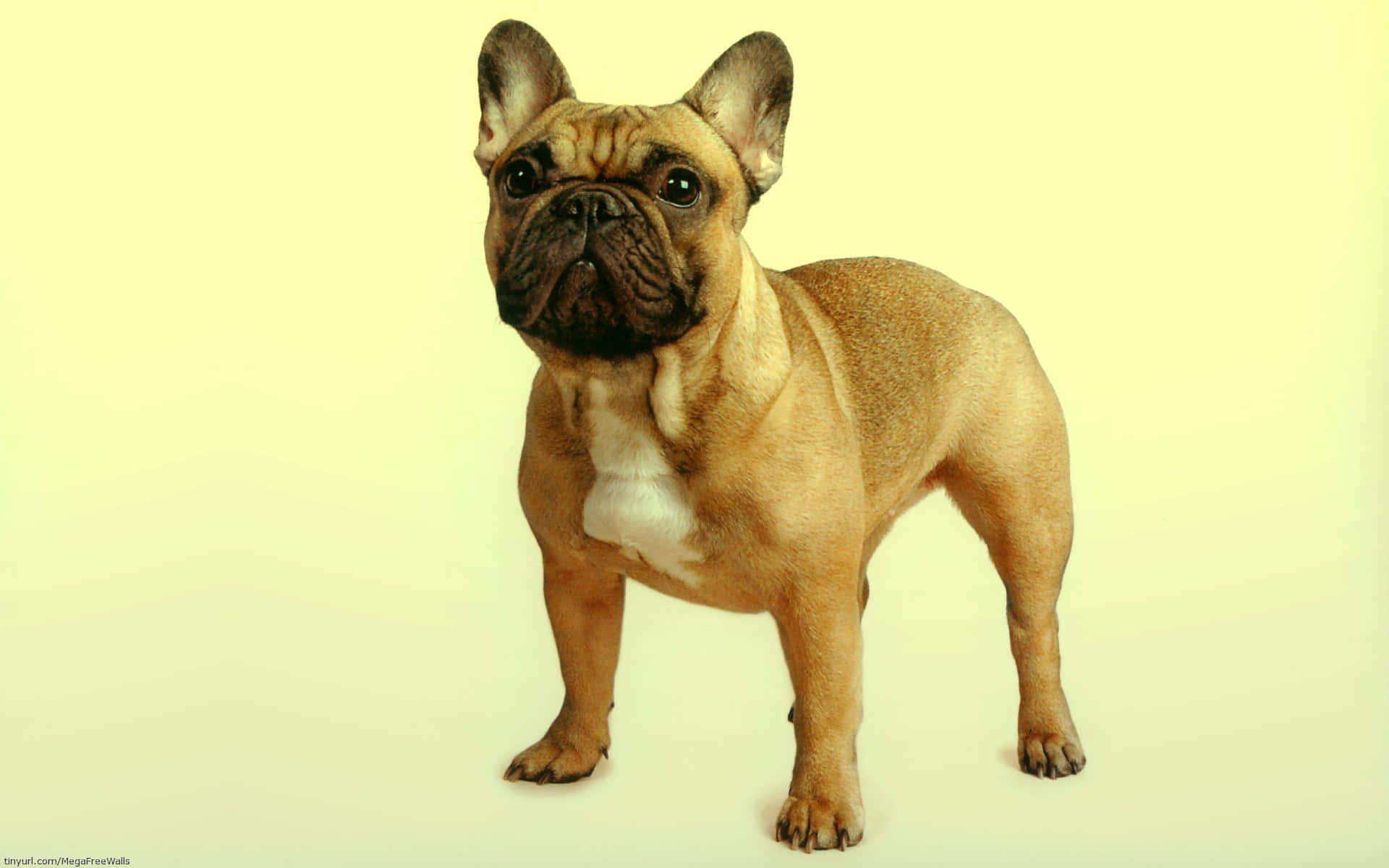 Bulldog 桌布 壁紙 — 一隻黃褐色、白色胸部的法國鬥牛犬在柔和的黃色背景下警覺地站立。