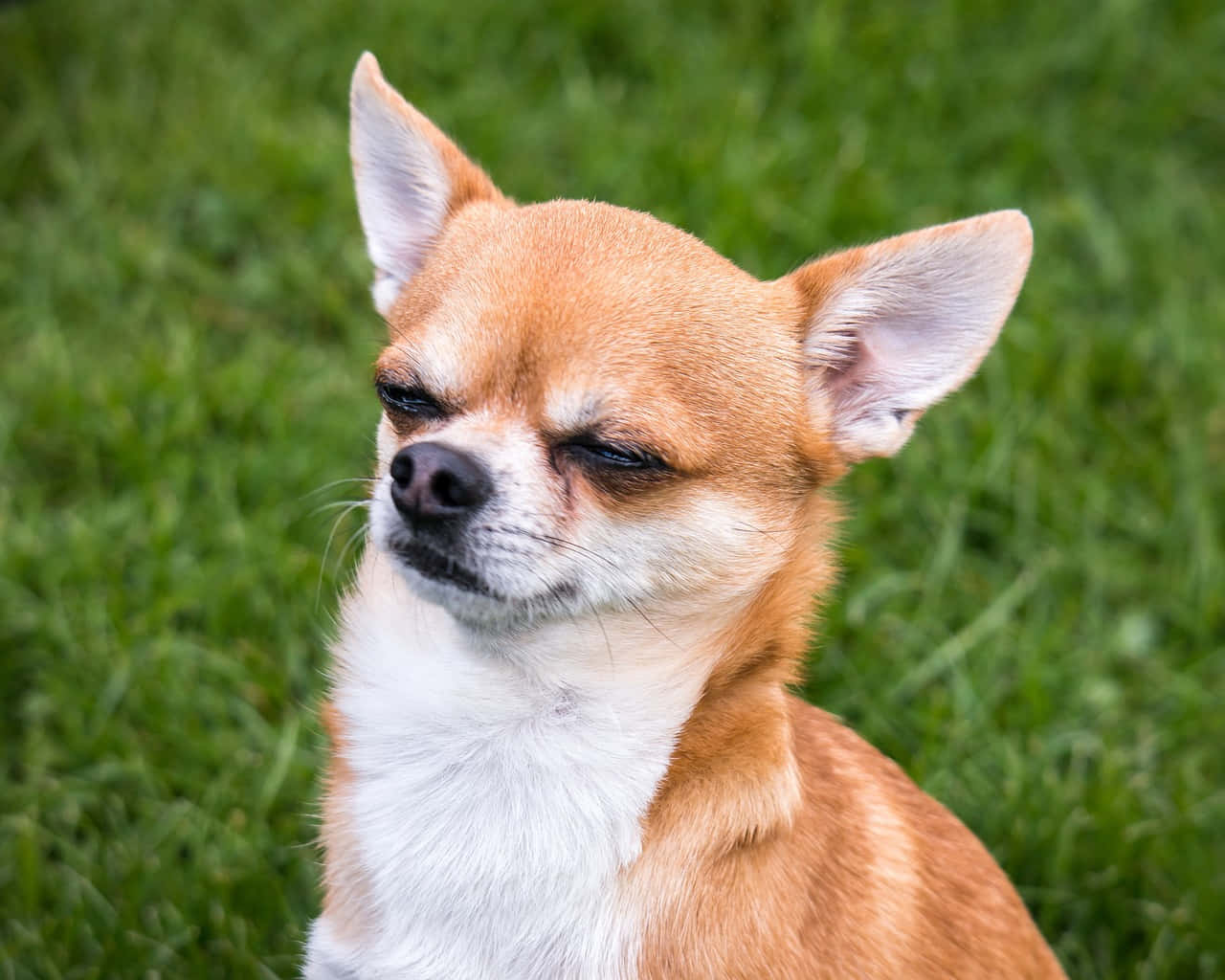 Chihuahua 桌布 壁紙 — 一隻黃褐色和白色毛髮的吉娃娃坐在綠色草地上，眼睛半閉，表情放鬆。