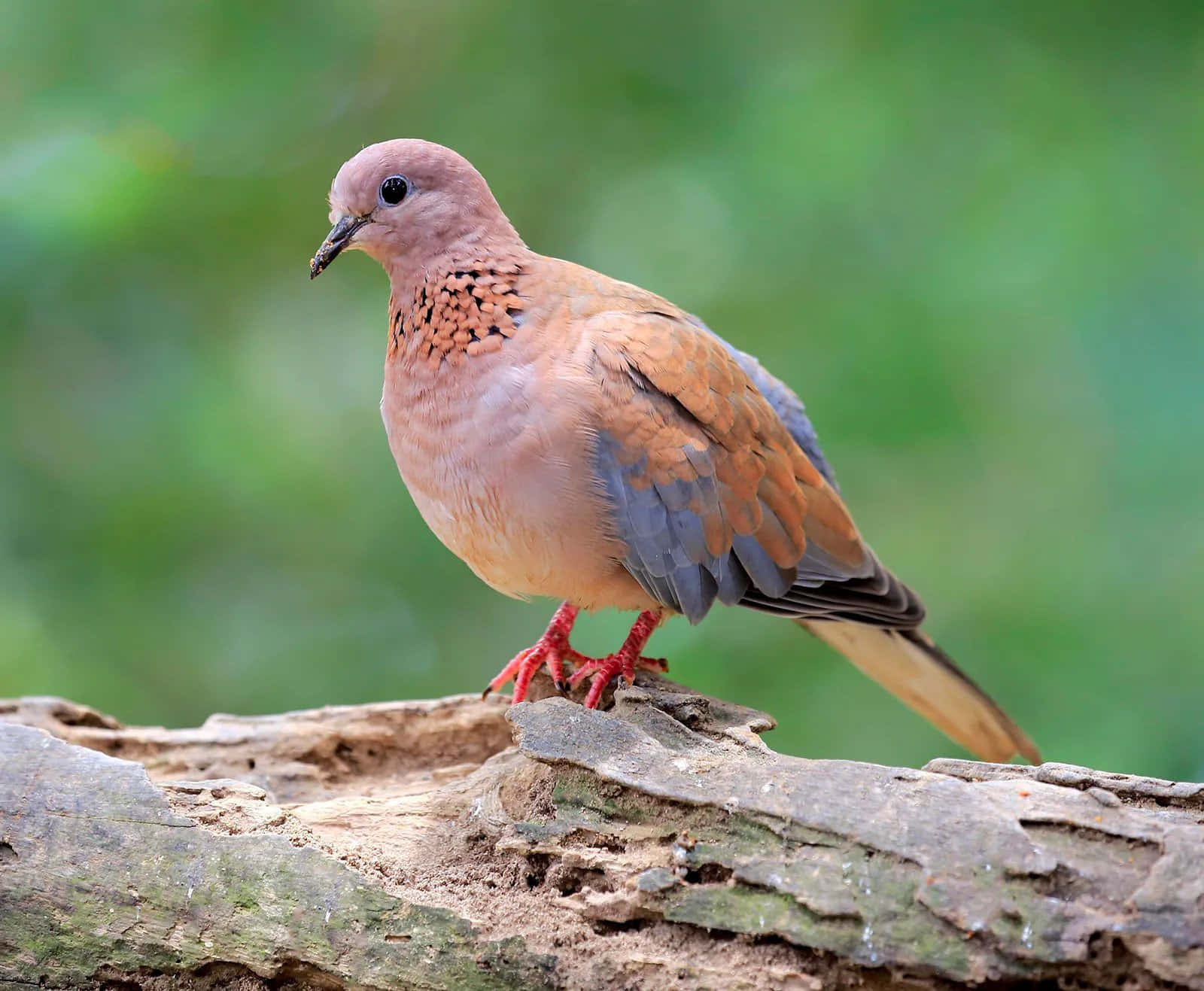 Dove 桌布 壁紙 — 一隻黃褐色斑鳩棲息在風化的木頭上，背景是柔和的綠色模糊效果的特寫。