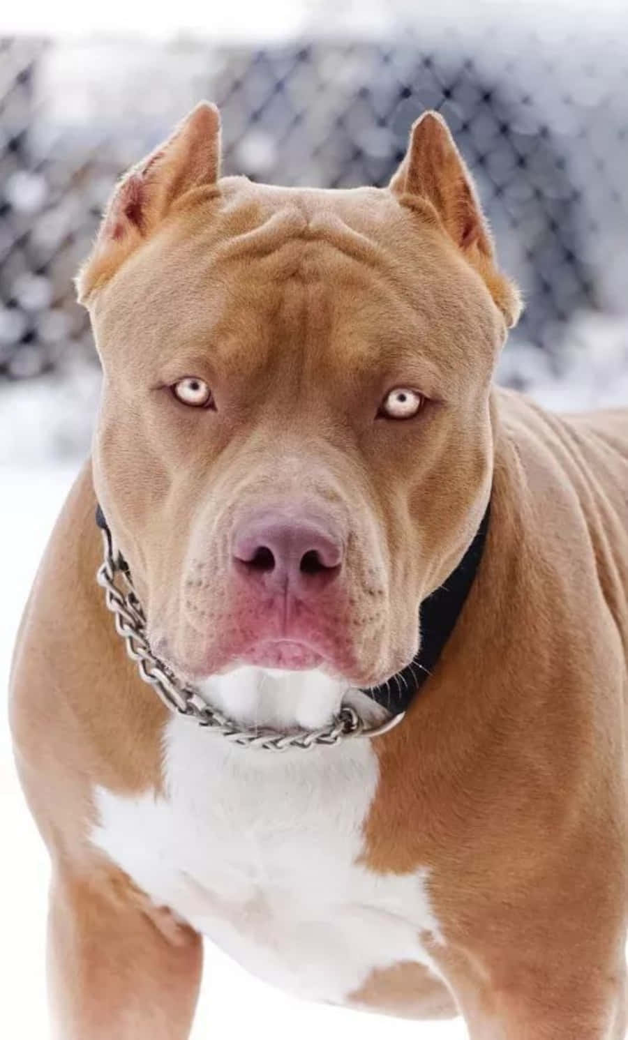 Pitbull 桌布 壁紙 — 一隻黃褐色比特犬，白色胸部，戴著鏈條項圈，在雪地上靠近鐵絲網圍欄處凝視。