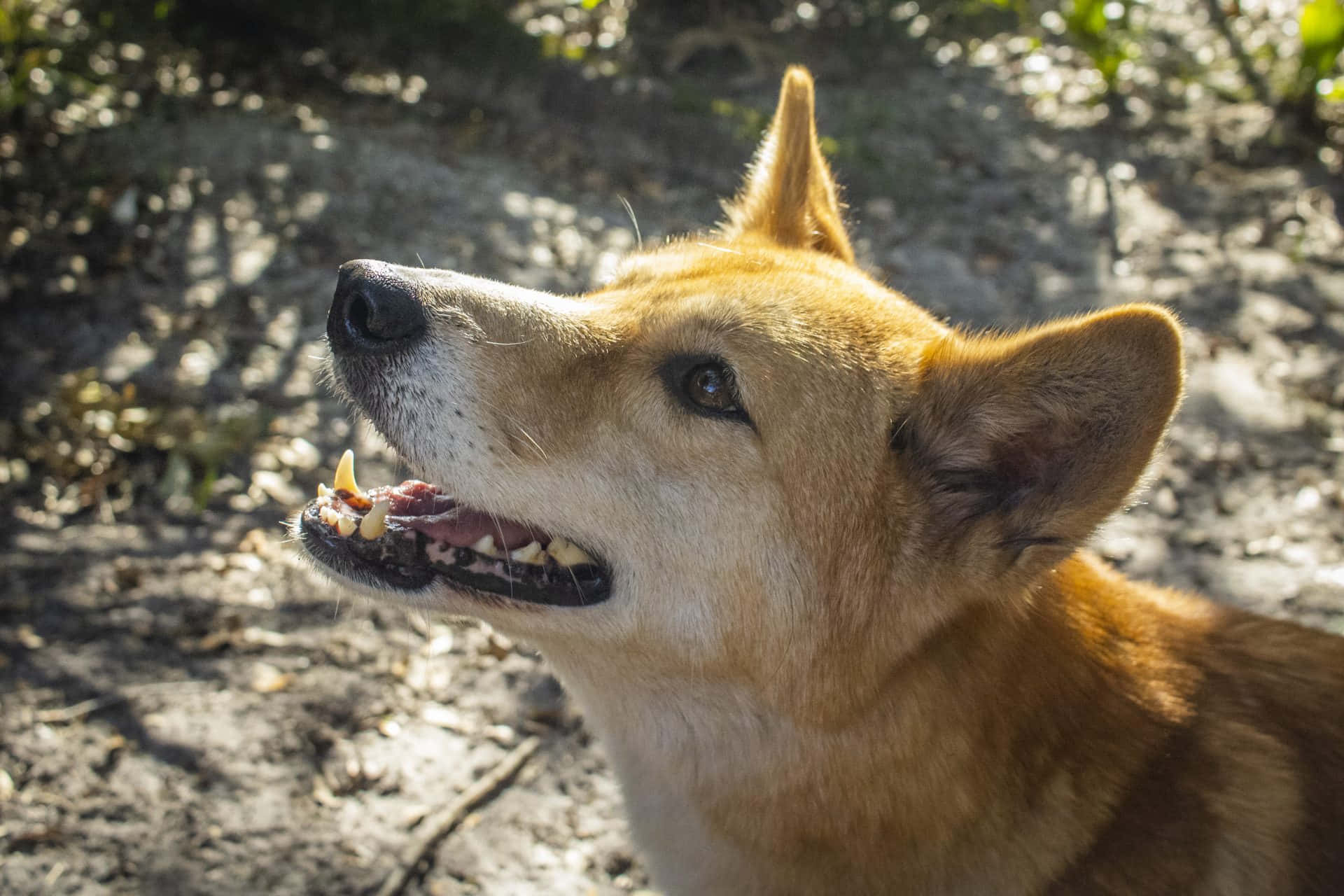 動物 桌布 壁紙 — 一隻黃褐色狗的特寫，豎起耳朵，在穿過樹林的明亮陽光中向上看。