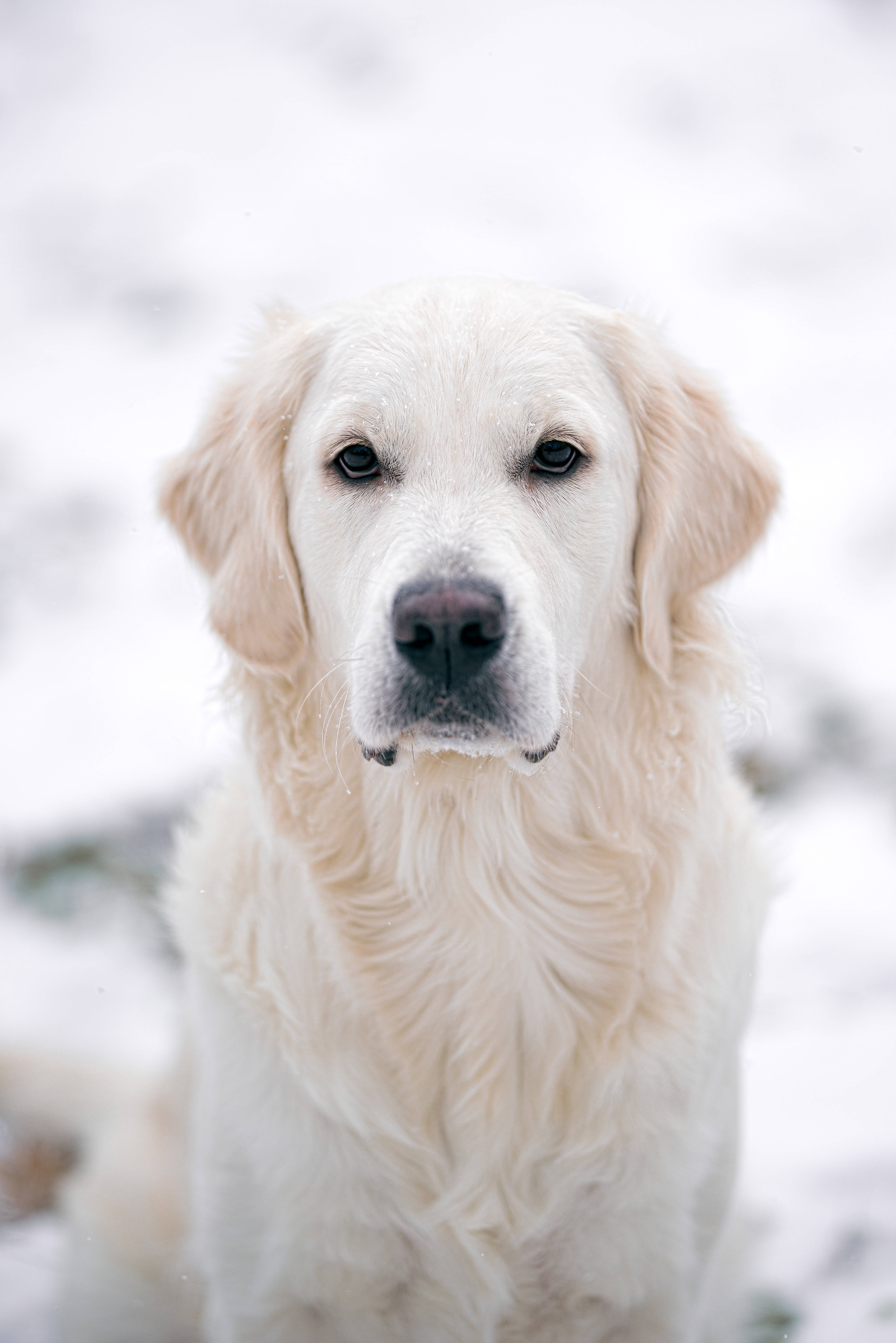 黃金獵犬 桌布 壁紙 — 一隻黃金獵犬，擁有柔軟的奶油色毛髮，平靜地坐在雪景中，用溫柔的深色眼睛直視鏡頭。