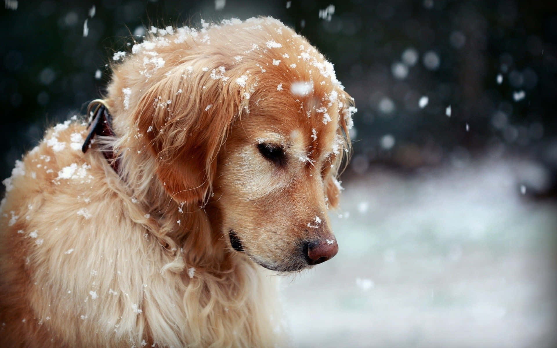 Dog Aesthetic 桌布 壁紙 — 一隻黃金獵犬，毛上沾滿雪花，在雪白的冬日場景中平靜地凝視。