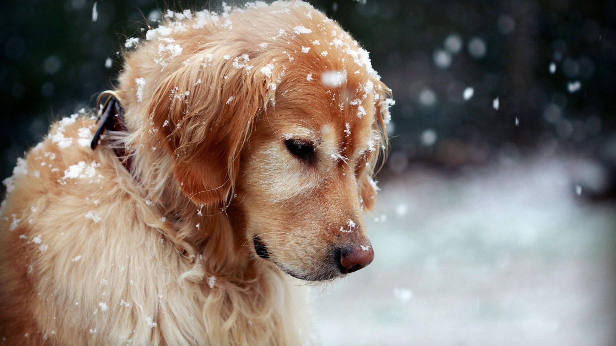 黃金獵犬幼犬 桌布 壁紙 — 一隻黃金獵犬，毛上沾著雪花，在雪花輕輕飄落的冬日場景中平靜地凝視。