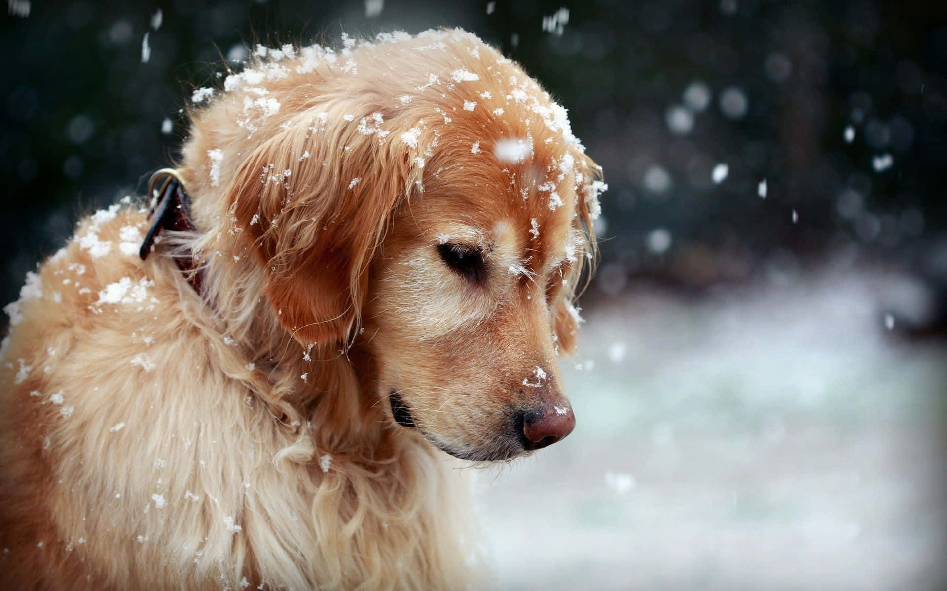 Cute Aesthetic Dog 桌布 壁紙 — 一隻黃金獵犬，毛髮上沾有雪花，在雪白的冬日場景中平靜地凝視。