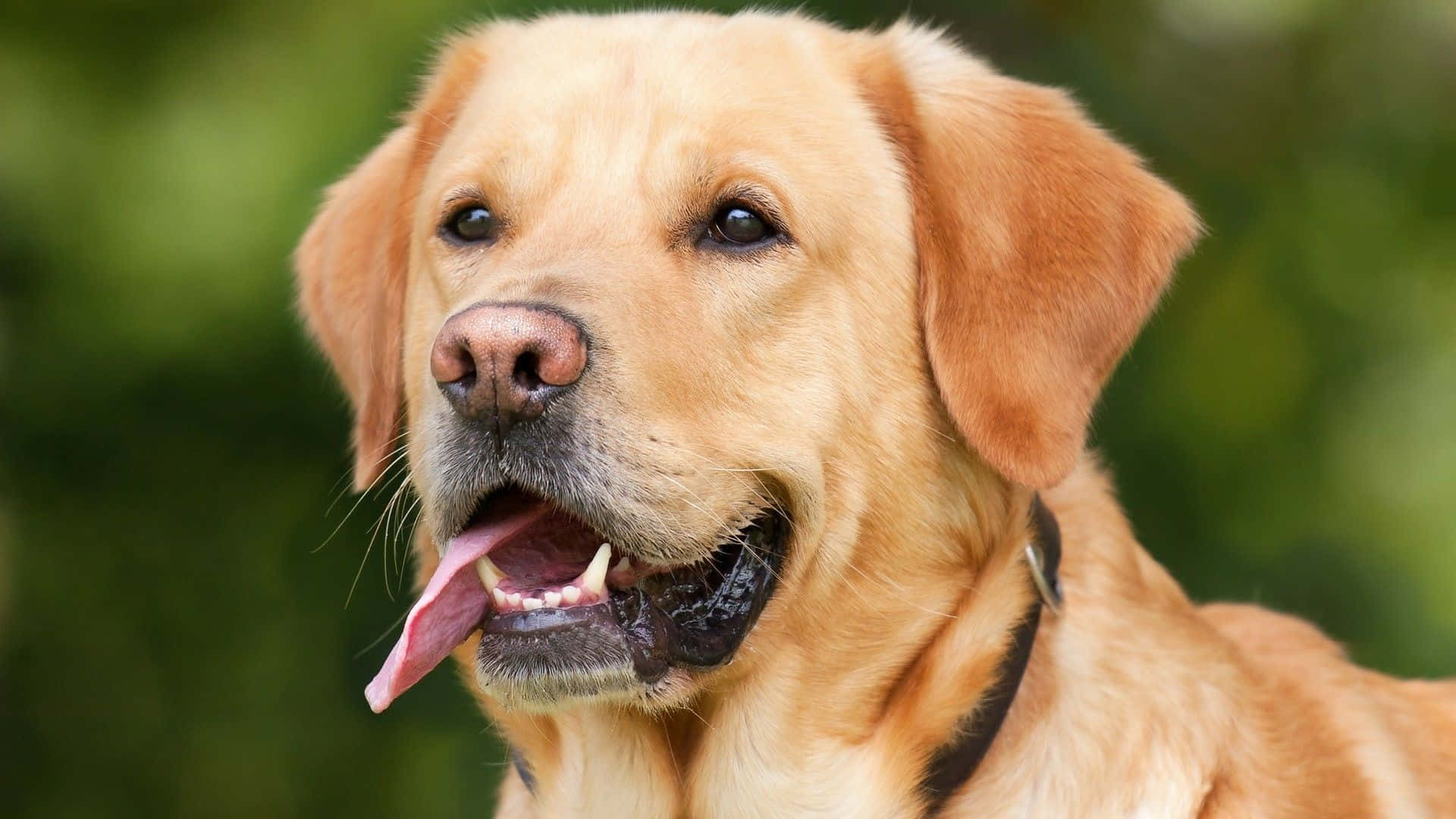 Yellow Labrador 桌布 壁紙 — 一隻黃金獵犬，表情開心，伸出舌頭，背景是柔和的綠色模糊背景。