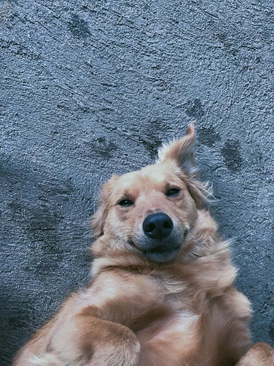 Cute Aesthetic Dog 桌布 壁紙 — 一隻黃金獵犬仰臥在有紋理的灰色路面上，抬頭露出放鬆而滿足的表情。