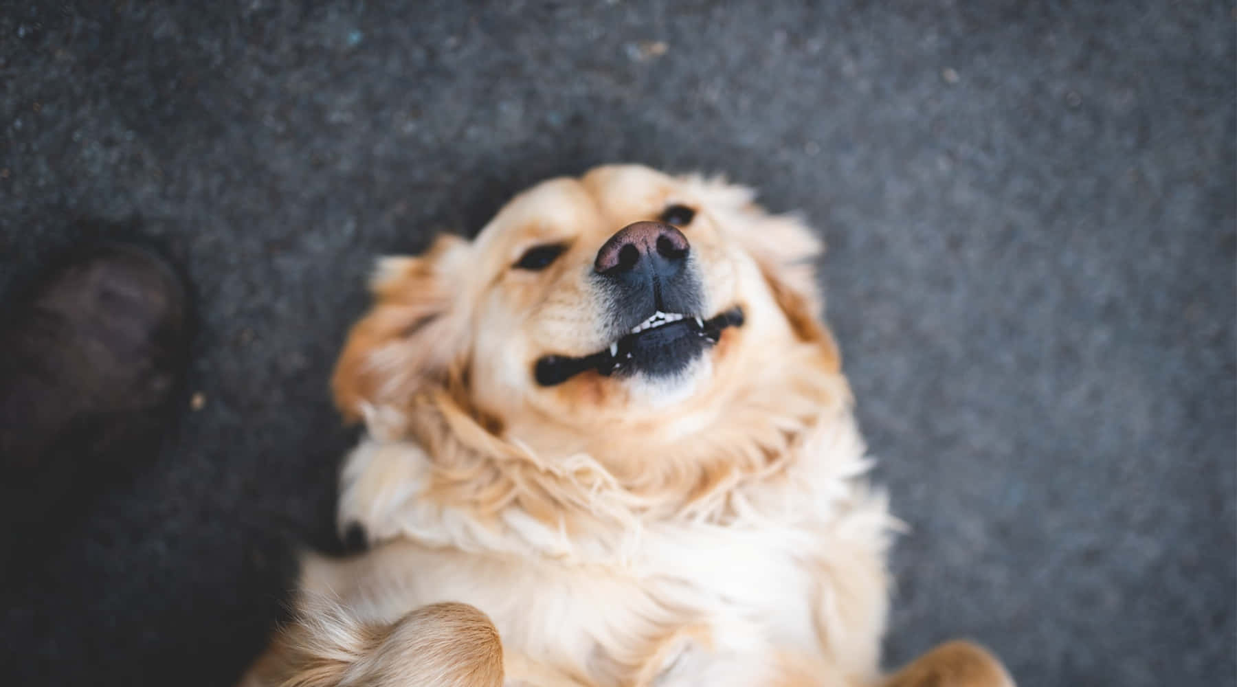黃金獵犬 桌布 壁紙 — 一隻黃金獵犬仰臥在深色路面上，張開嘴巴露出開心的表情。