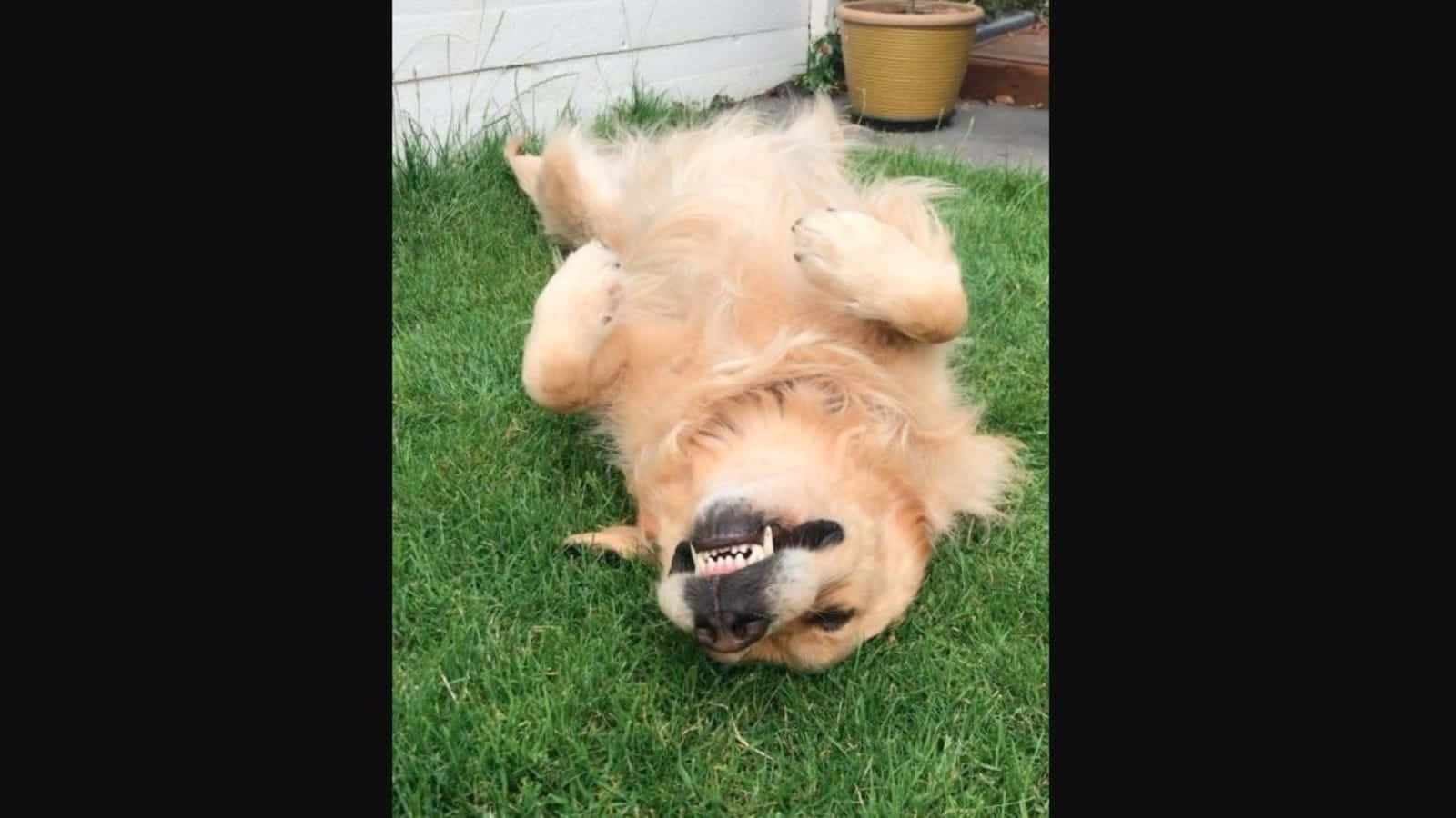 Funny Pet 桌布 壁紙 — 一隻黃金獵犬仰躺在綠色草地上，雙爪舉起，嘴巴張開，姿態歡樂。