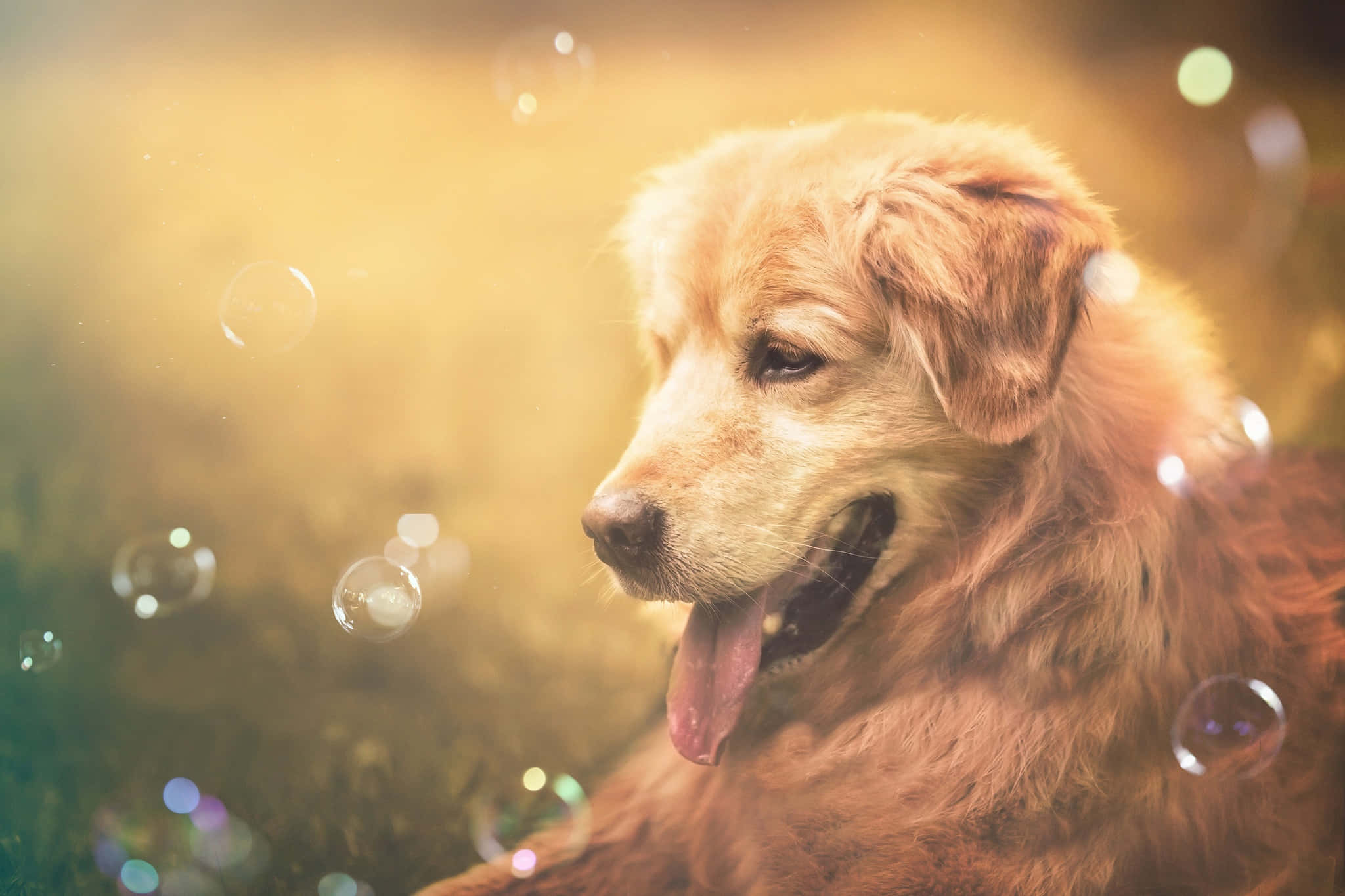 黃金獵犬 桌布 壁紙 — 一隻黃金獵犬伸出舌頭，平靜地凝視著陽光穿過周圍漂浮的肥皂泡。