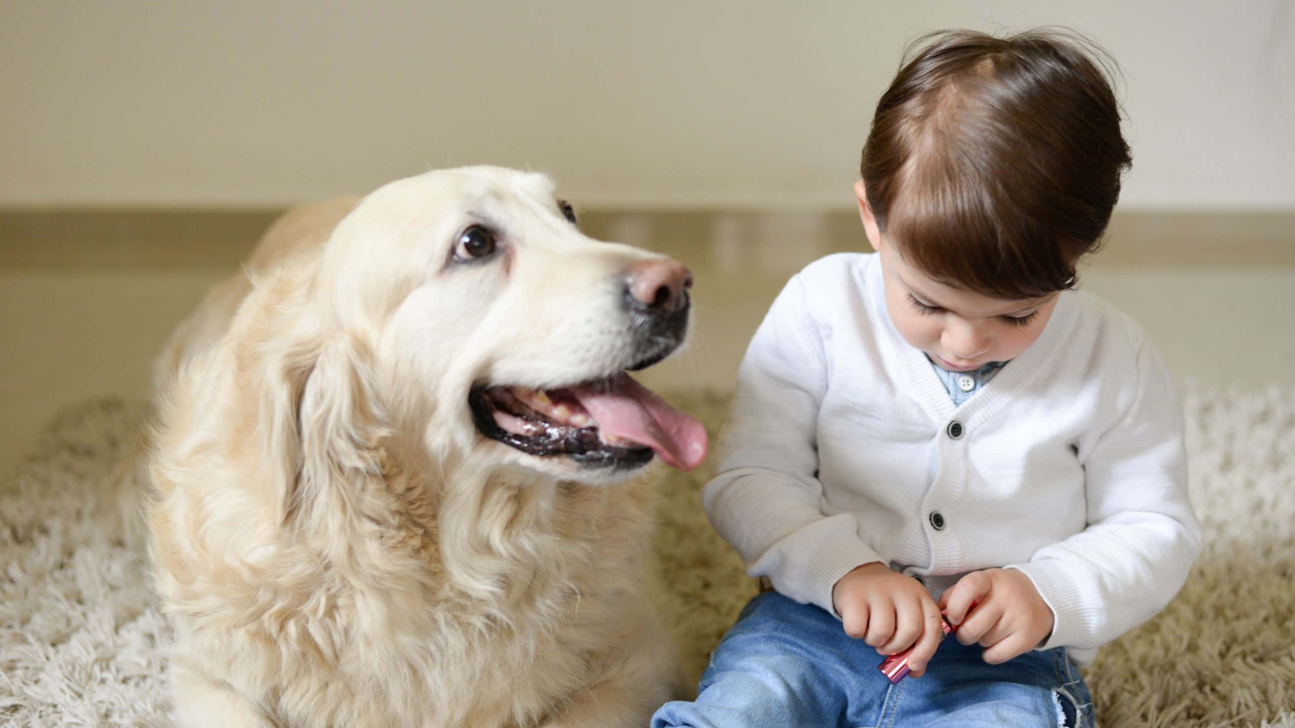 pets 桌布 壁紙 — 一隻黃金獵犬冷靜地坐在一個穿著白色開襟毛衣的幼兒旁邊，在室內的一張毛絨地毯上。