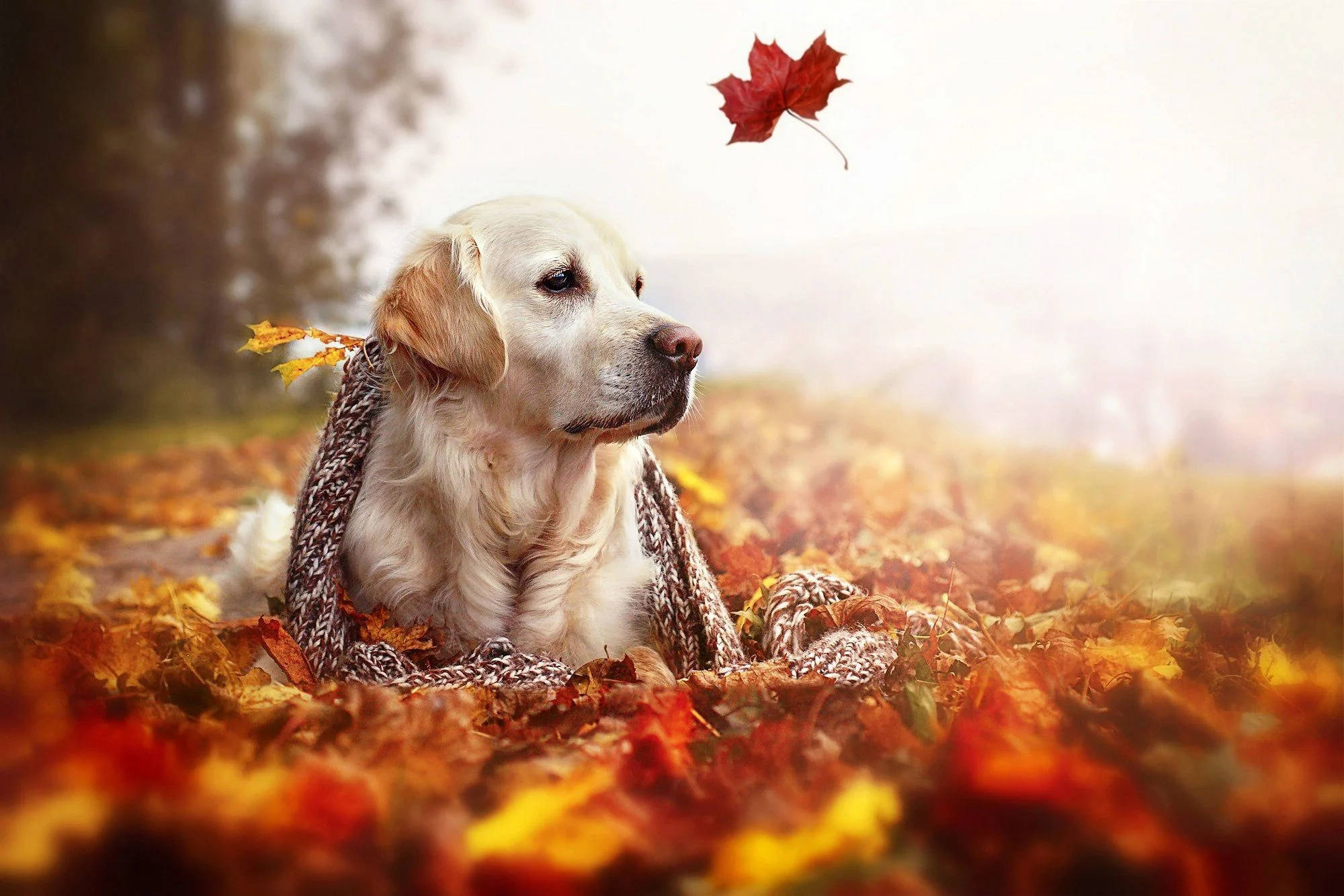 Fall Season 桌布 壁紙 — 一隻黃金獵犬包裹在舒適的針織圍巾中，在柔和的金色光線下，在鮮豔的秋葉中平靜地休息。