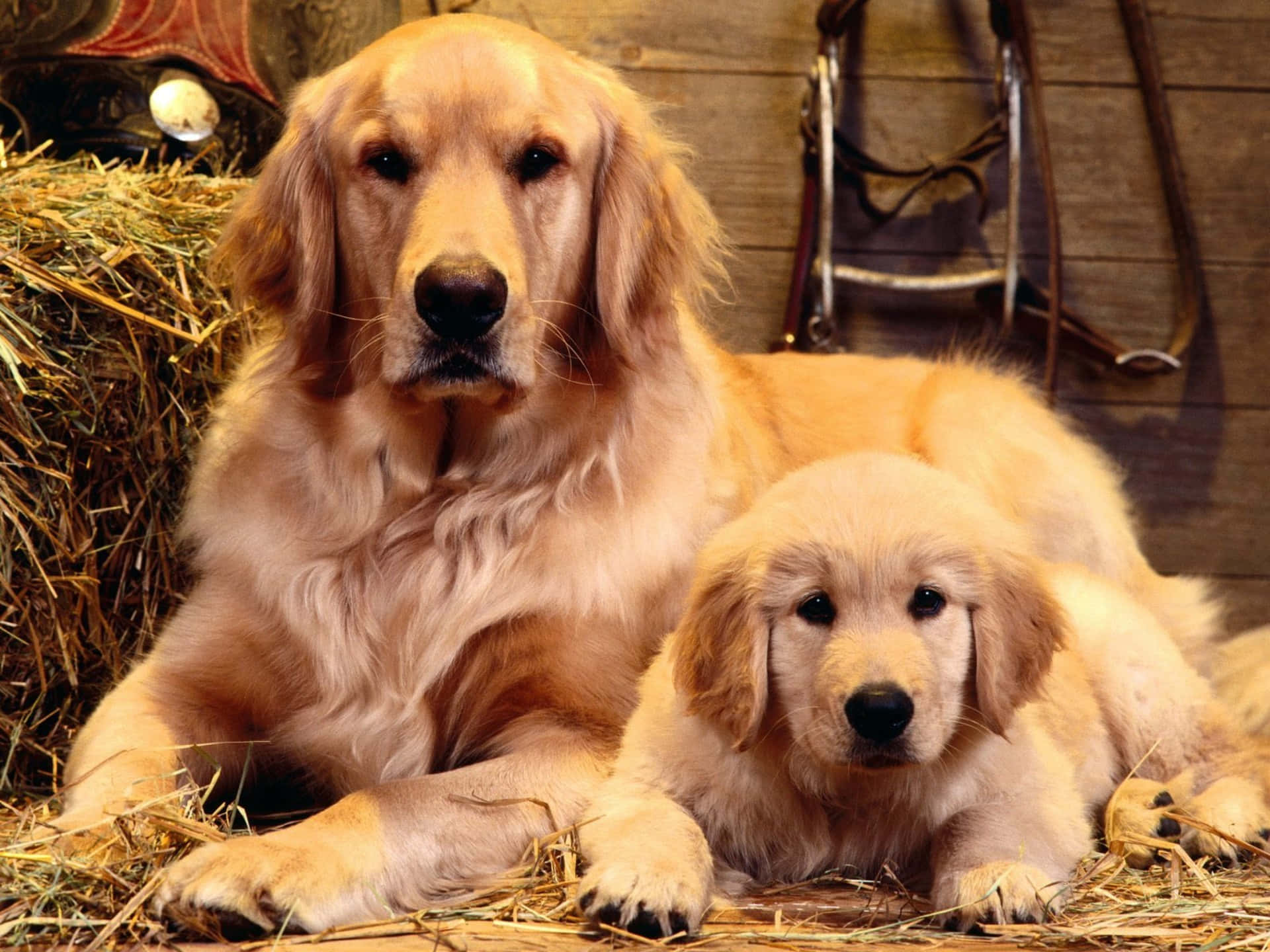 黃金獵犬 桌布 壁紙 — 一隻黃金獵犬及其幼犬在一個有木牆和馬具的鄉村馬廄裡一起在乾草上休息。