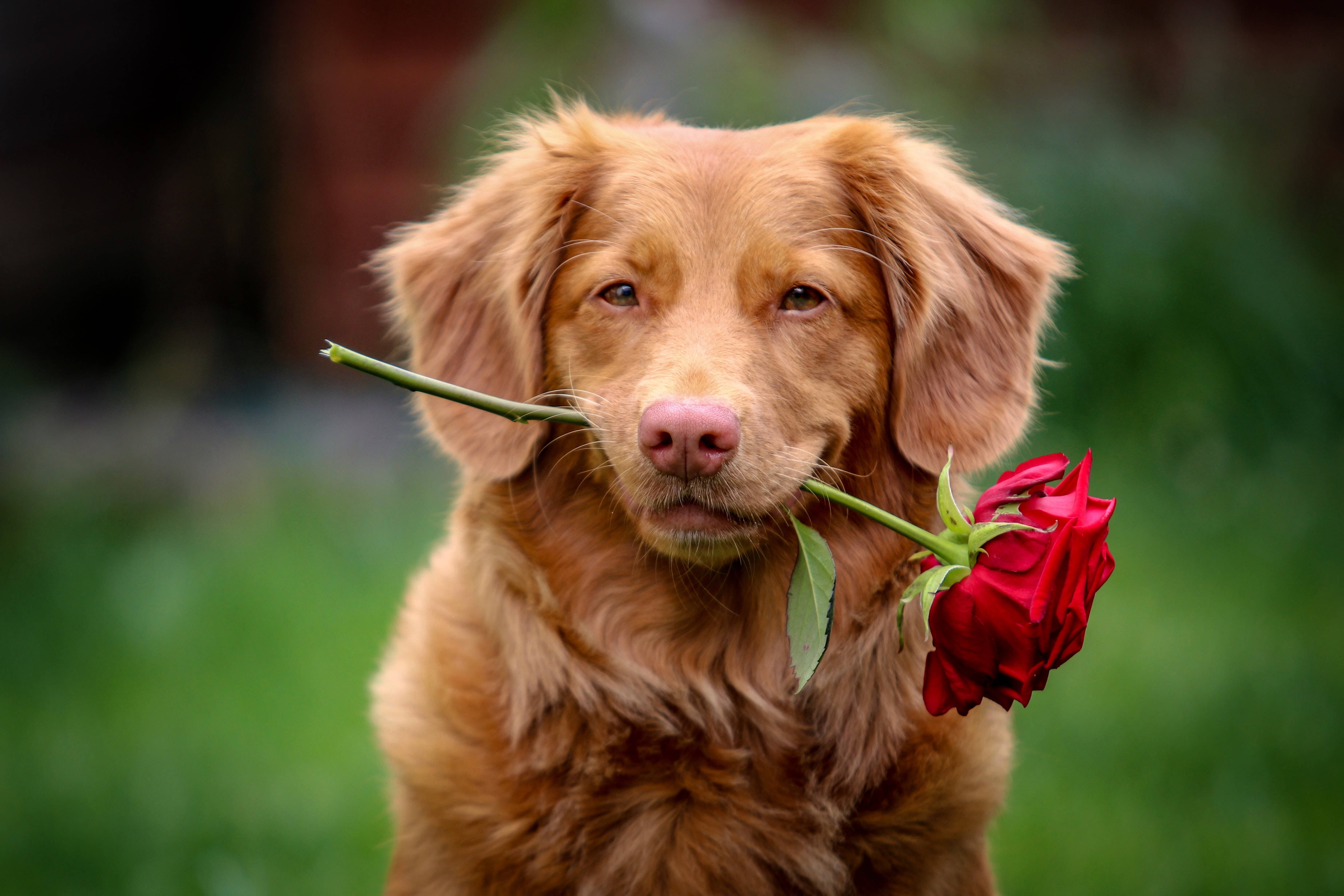 黃金獵犬幼犬 桌布 壁紙 — 一隻黃金獵犬叼著一朵鮮豔的紅玫瑰，背景是柔和的綠色模糊效果。