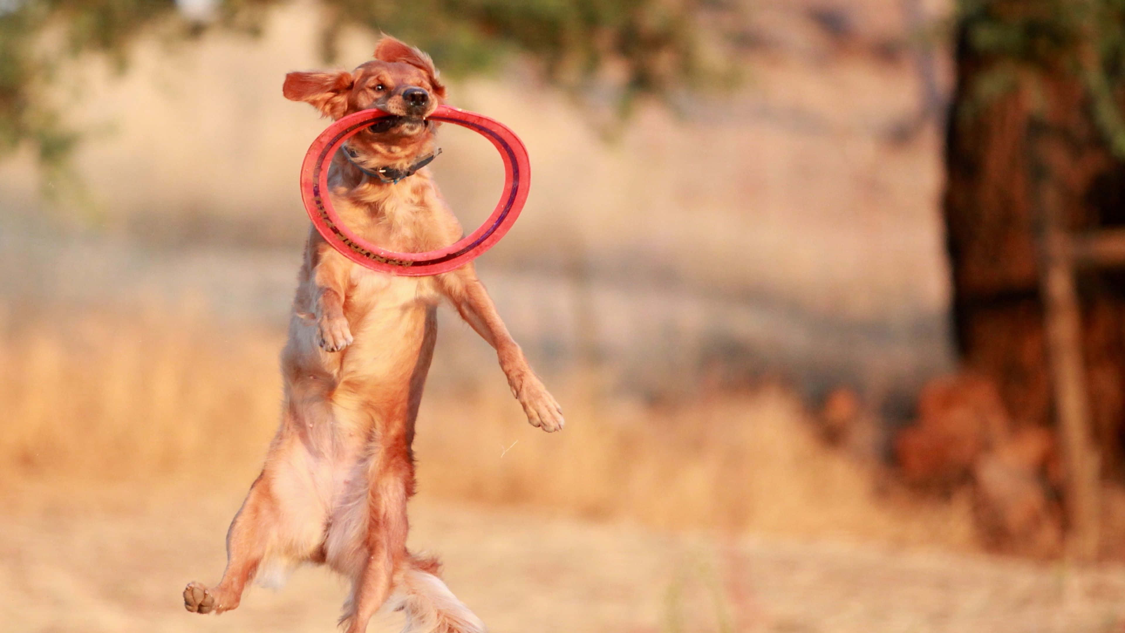 4K Frisbee 桌布 壁紙 — 一隻黃金獵犬叼著紅色飛盤，在溫暖模糊的戶外背景中騰空躍起。