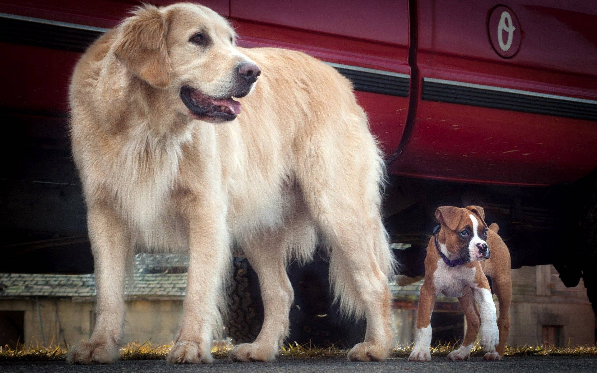 狗 桌布 壁紙 — 一隻黃金獵犬和一隻拳師犬幼崽在鄉村戶外環境中，警覺地站在一輛紅色卡車下。