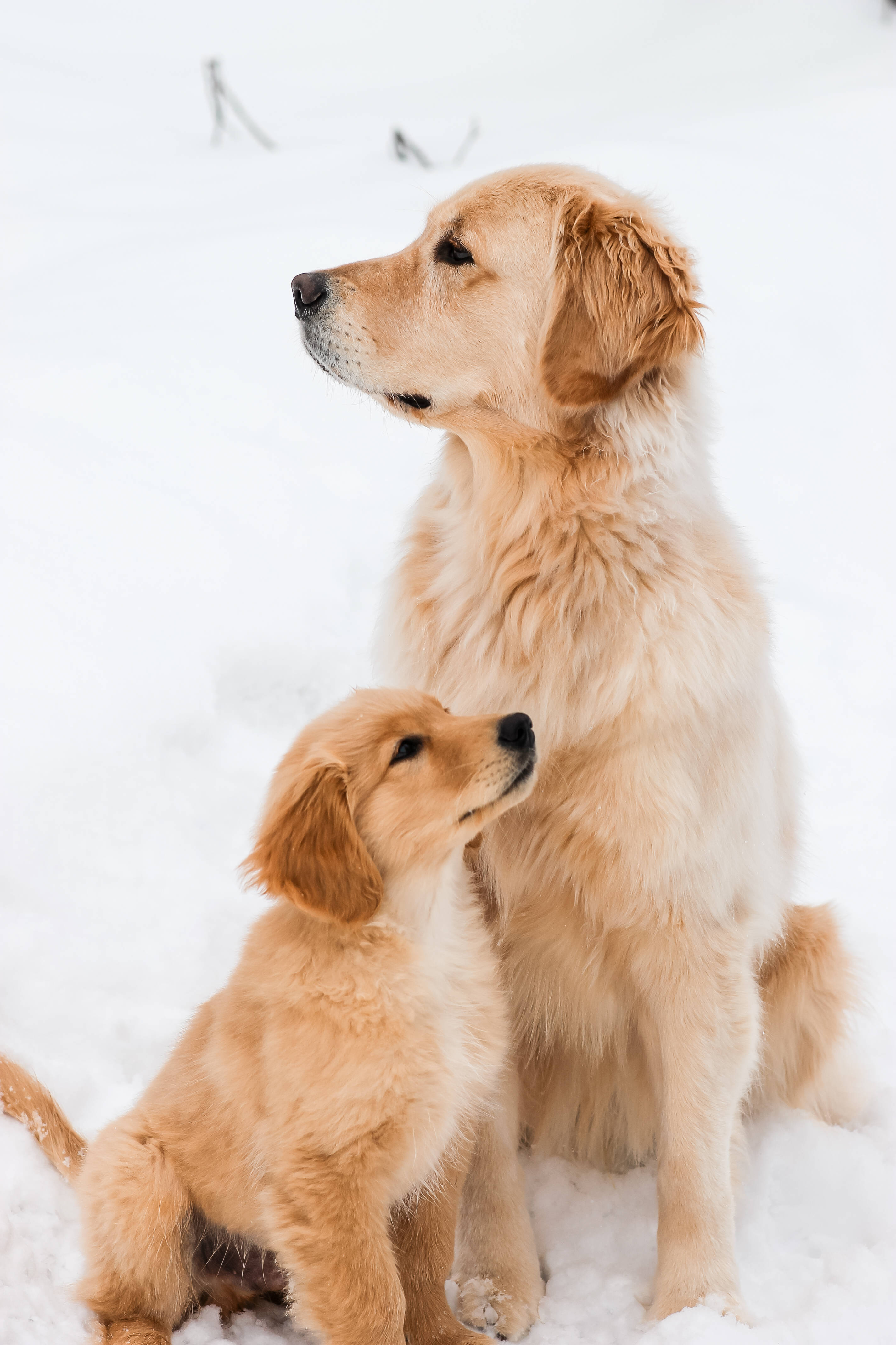 黃金獵犬 桌布 壁紙 — 一隻黃金獵犬和牠的小狗一起坐在深雪中，向上凝視，柔軟的毛髮在冬日陽光下閃耀。