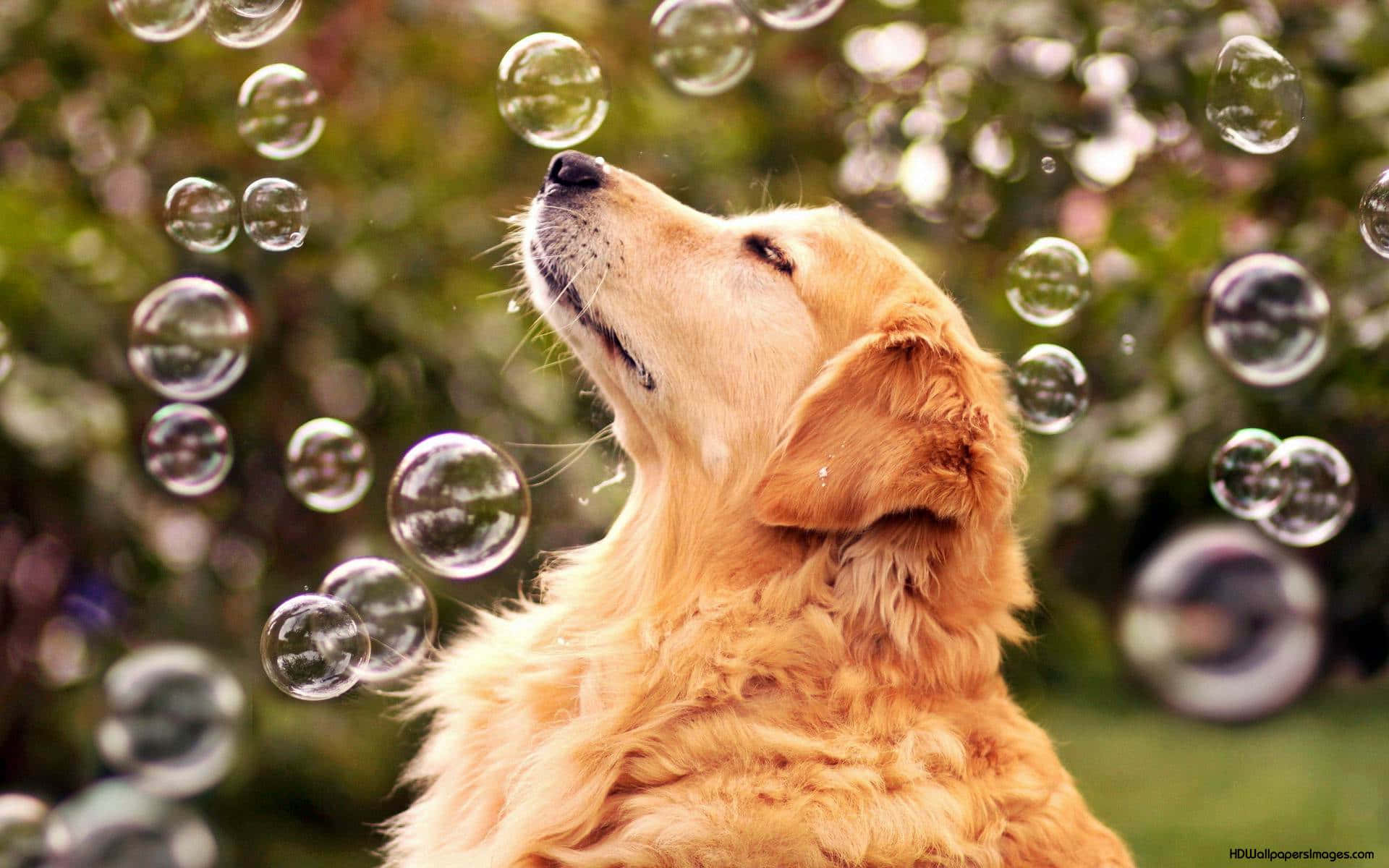 可愛狗狗 桌布 壁紙 — 一隻黃金獵犬喜悅地向上看，陽光透過飄浮的肥皂泡閃爍，背景是模糊的綠色花園。